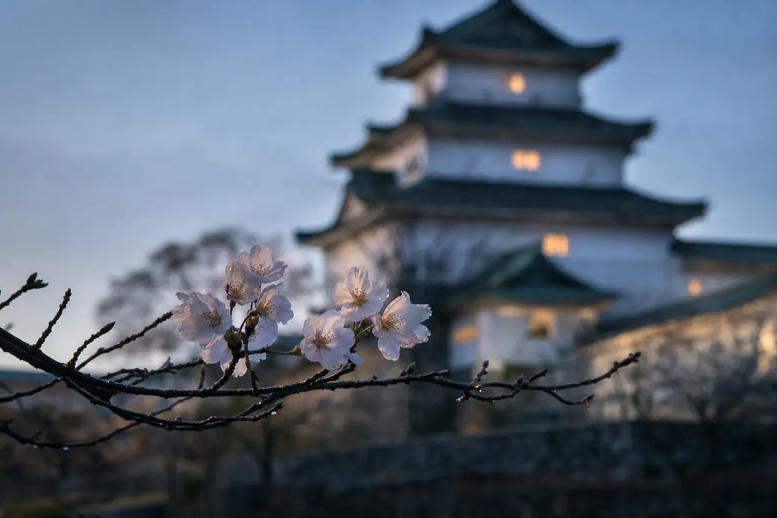the Osaka Regional Meteorological Observatory's standard cherry tree inside Nishinomaru Garden, its bare branches showing the first five or six open Somei-Yoshino blossoms against the reconstructed ke