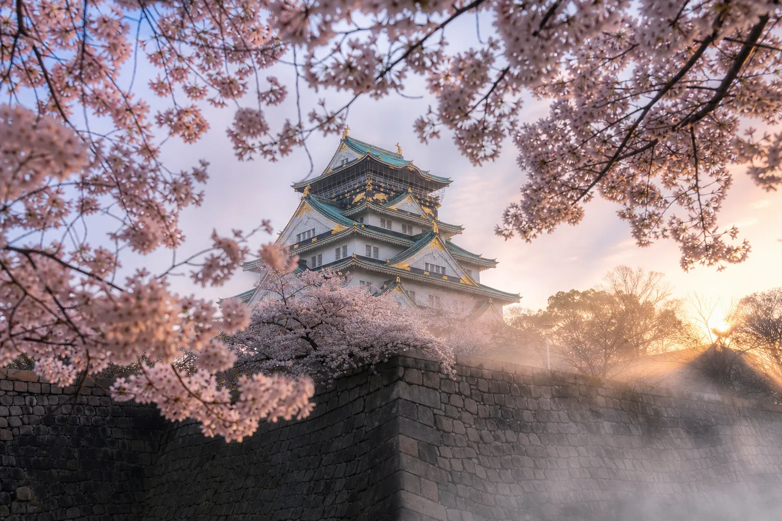Osaka Castle keep framed by cherry blossoms in soft morning light during peak bloom