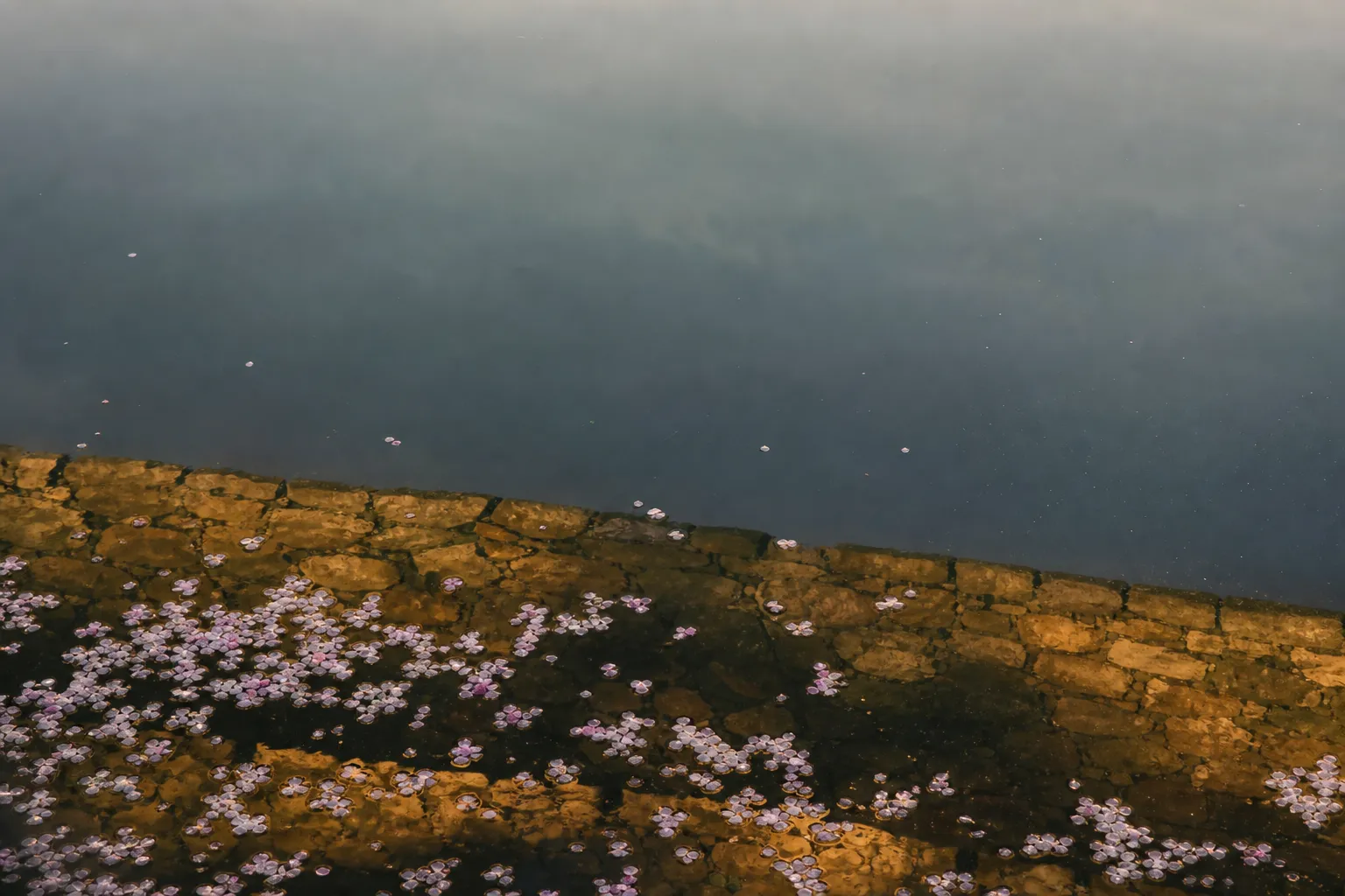 Cherry blossom petals floating on Osaka Castle's moat with reflected stone walls in golden light
