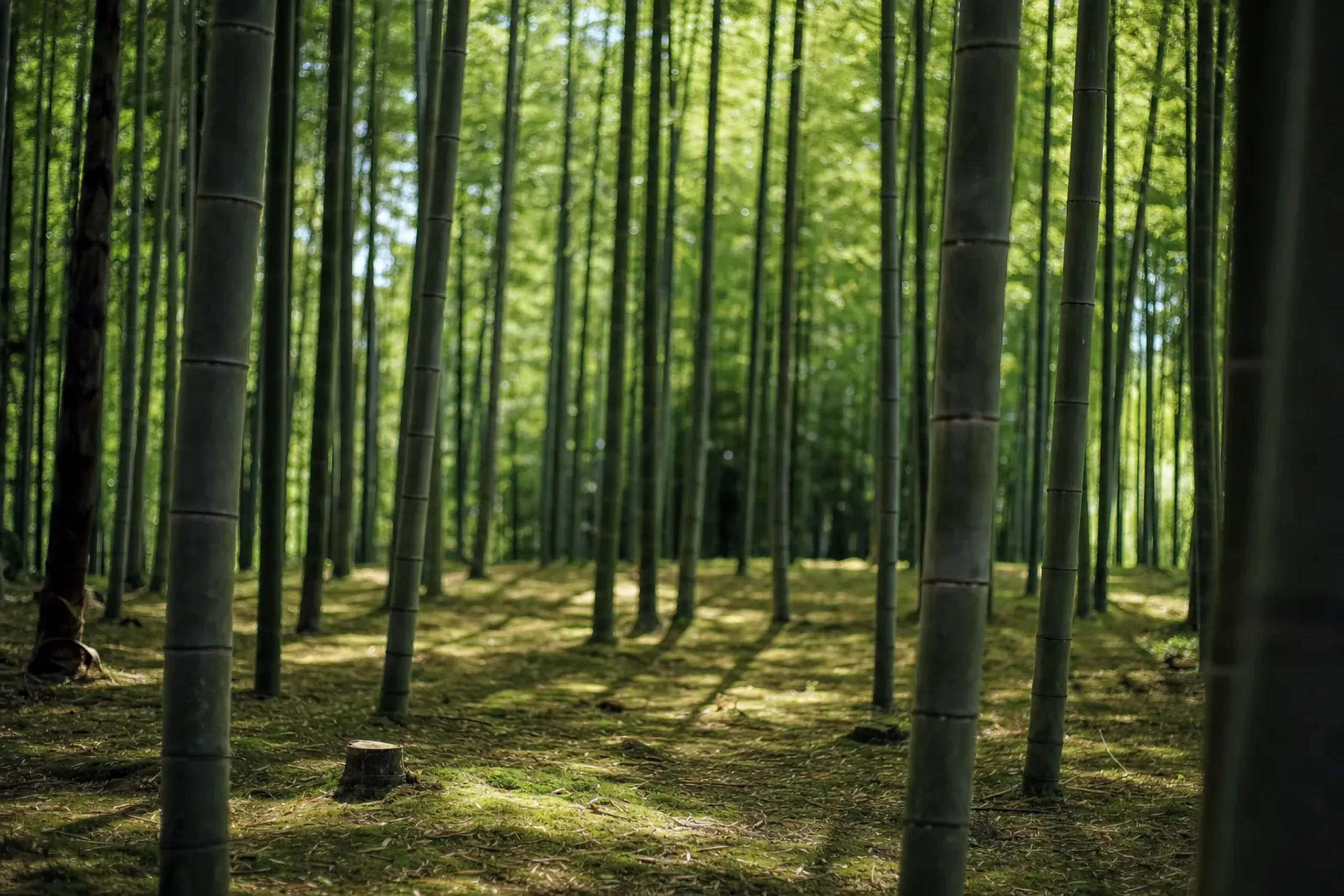 The empty, sunlit expanse of Take-no-Michi's managed bamboo grove with light reaching the open ground between widely spaced stalks