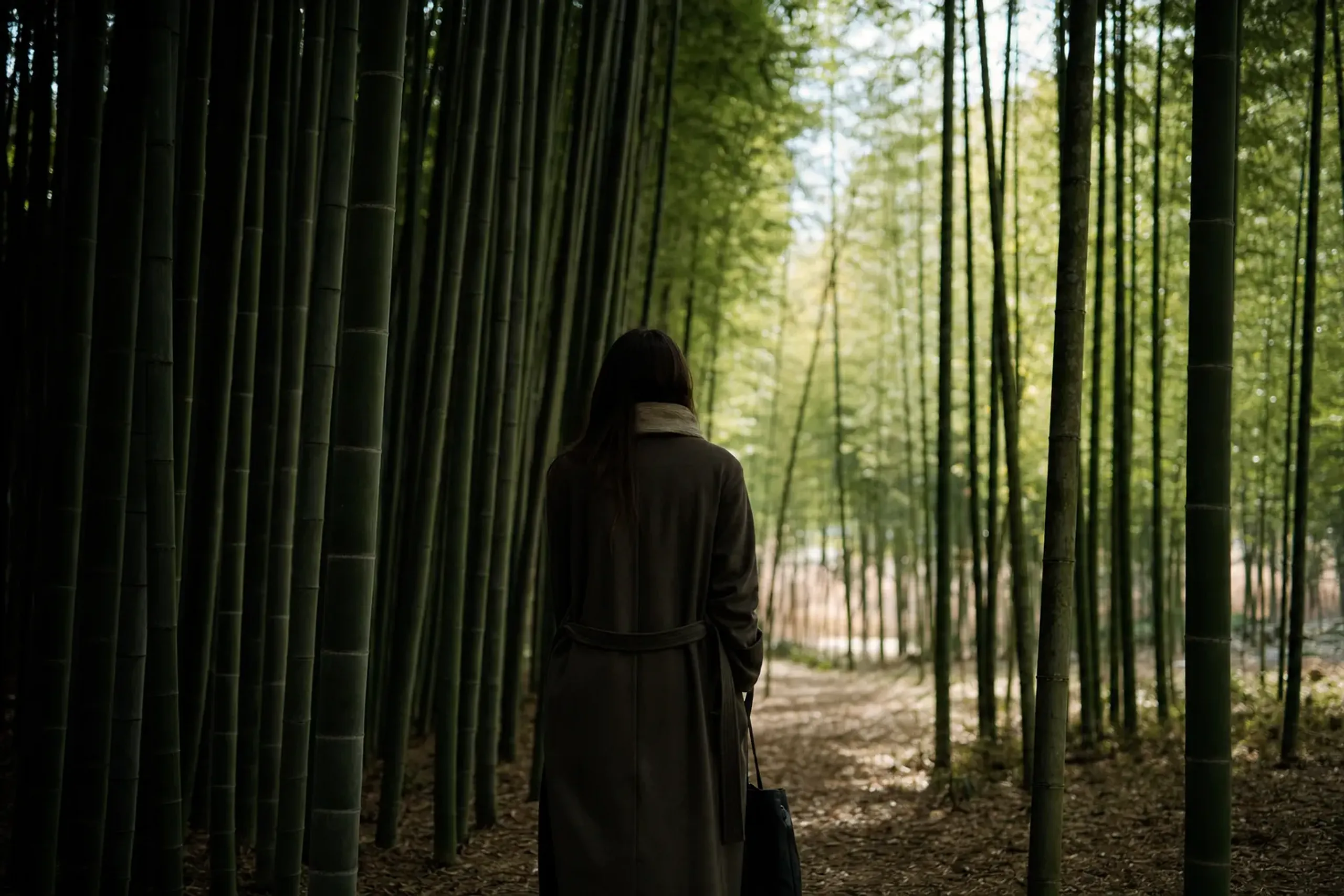 The dense, shadowed, narrow bamboo corridor of Arashiyama's bamboo grove contrasted against thinned farmed groves