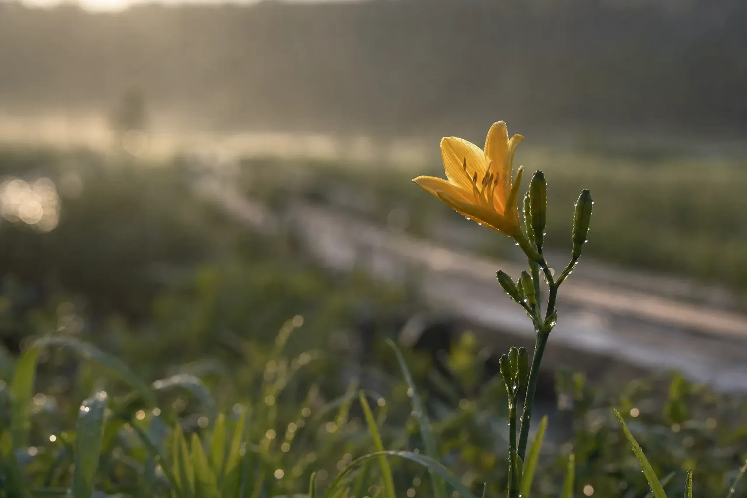 A single plant carries several buds—often five to seven—that