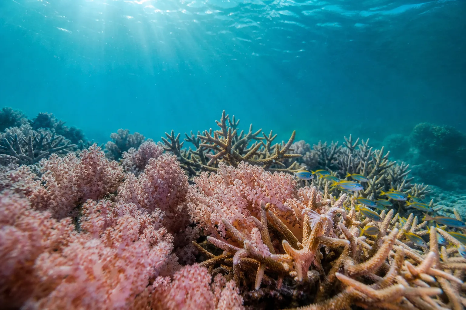 Healthy coral reef with tropical fish in clear Okinawan water