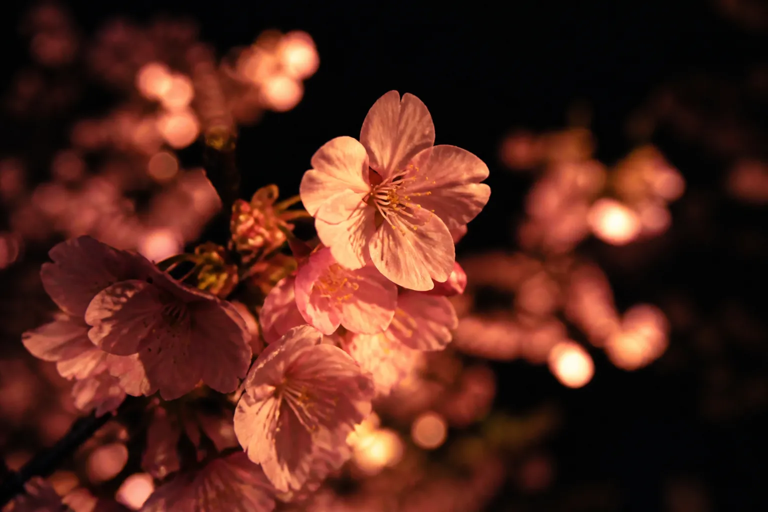 Close-up of glowing pink cherry blossoms at night, known as yozakura.