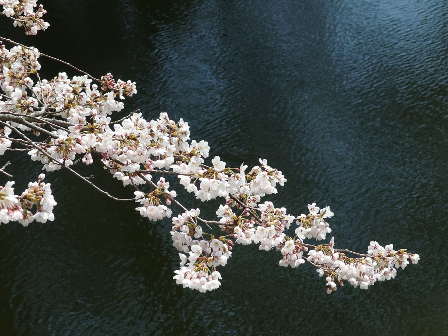 日光・輪王寺