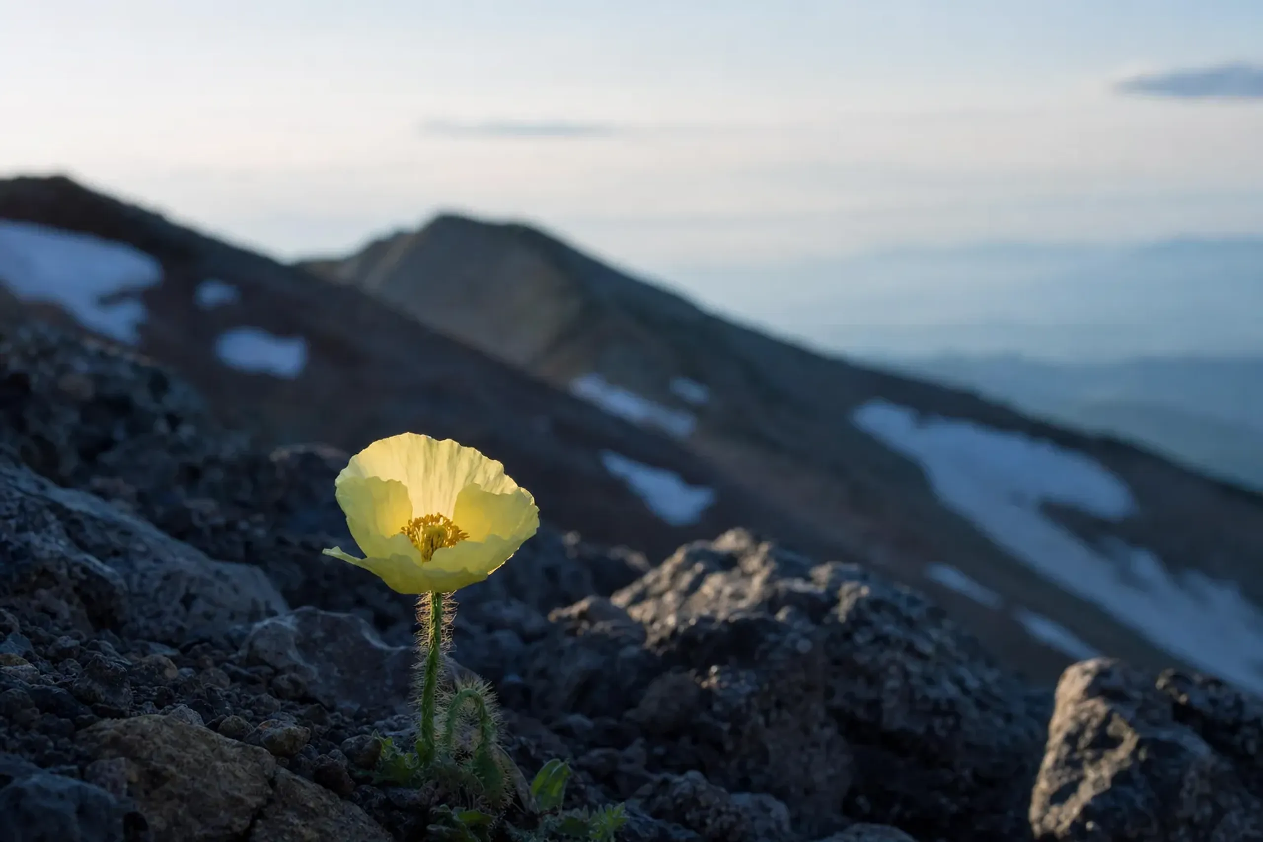 The endemic Rishiri Poppy (Rishiri hinageshi) blooming among rocks on the upper slopes of Mount Rishiri near the summit