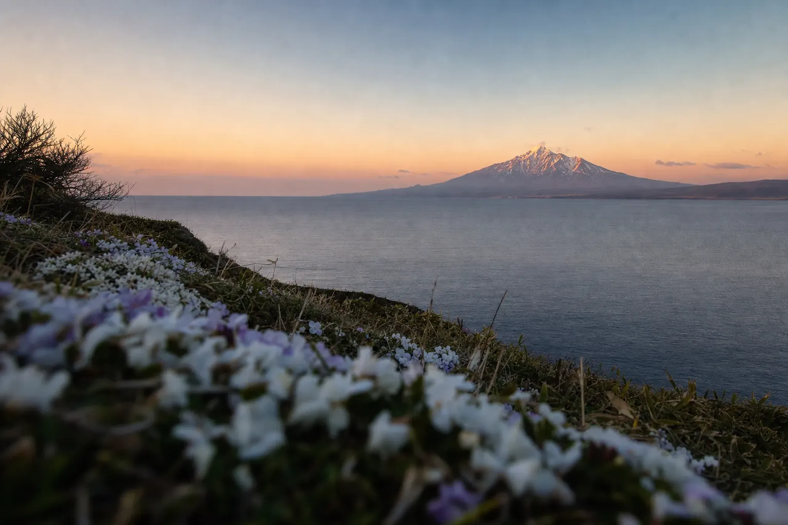 Rishiri & Rebun Islands: Rare Alpine Flowers in Far North Ho