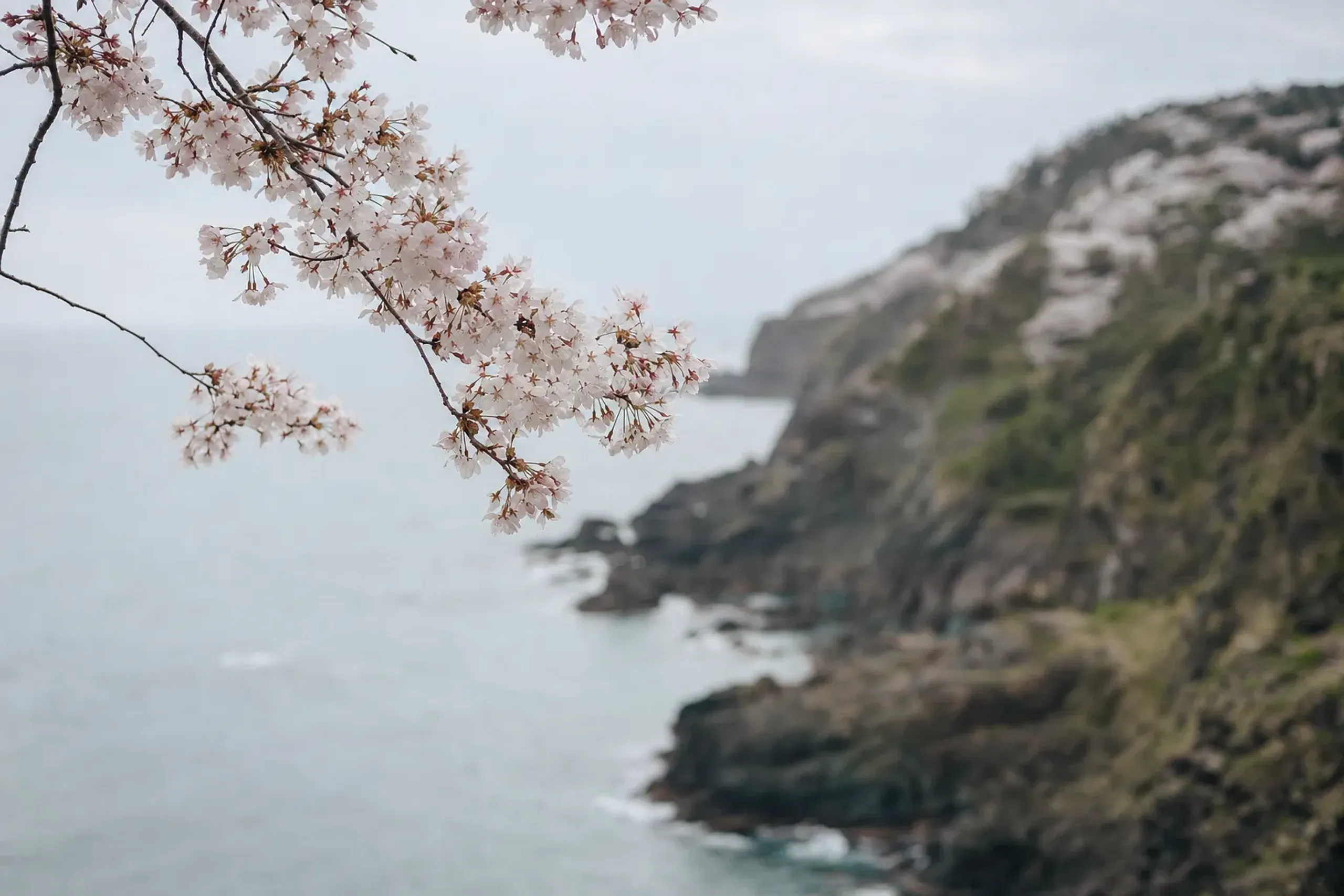 Cherry blossoms on Sado Island with coastal landscape in April