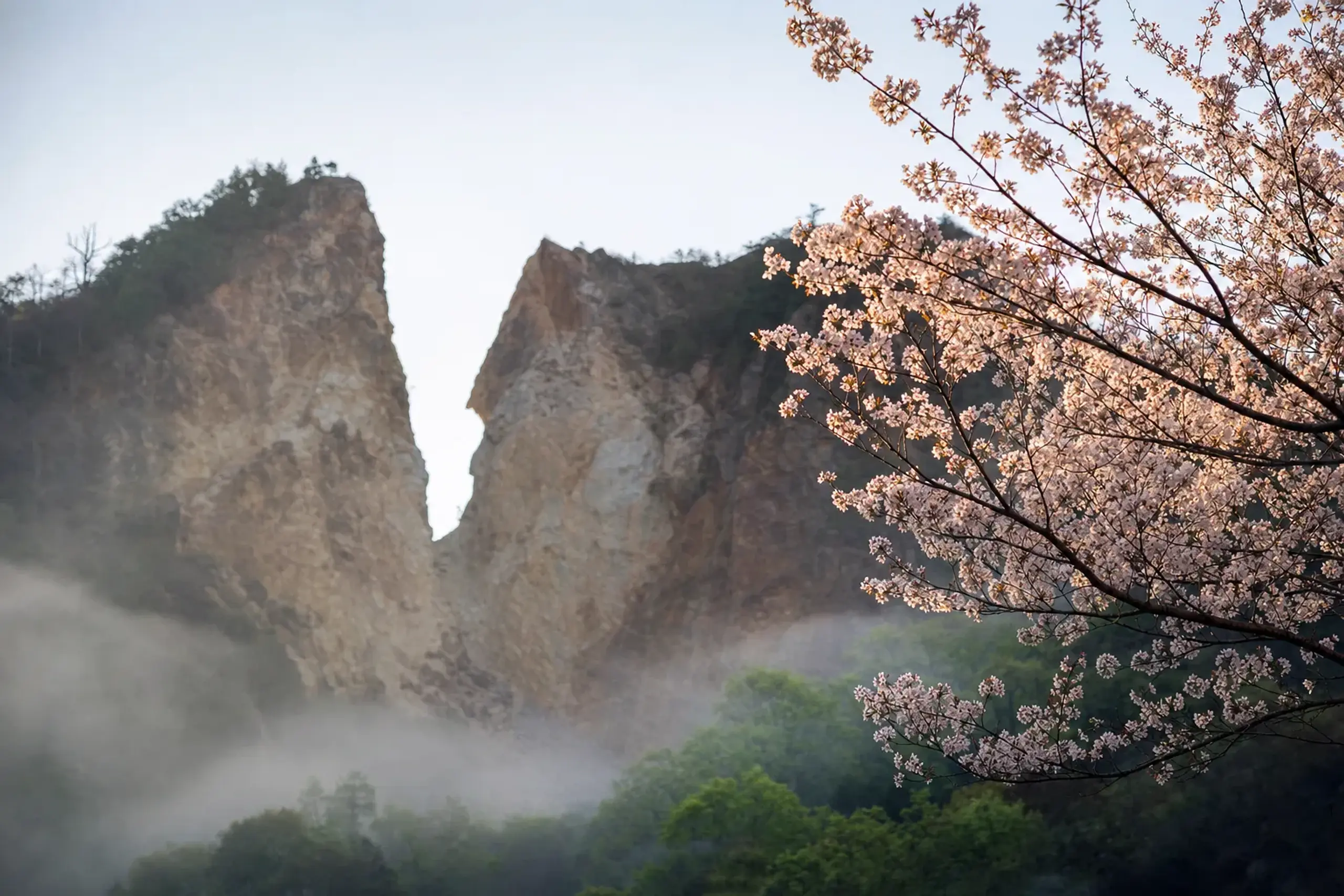 Two Cherry Seasons, One Island: Sado in April