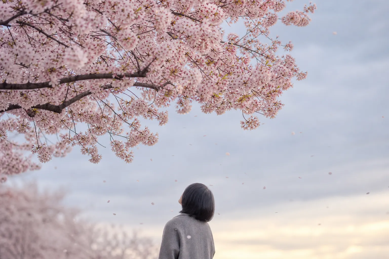 Chasing Sakura: How to Experience the Best of Cherry Blossoms