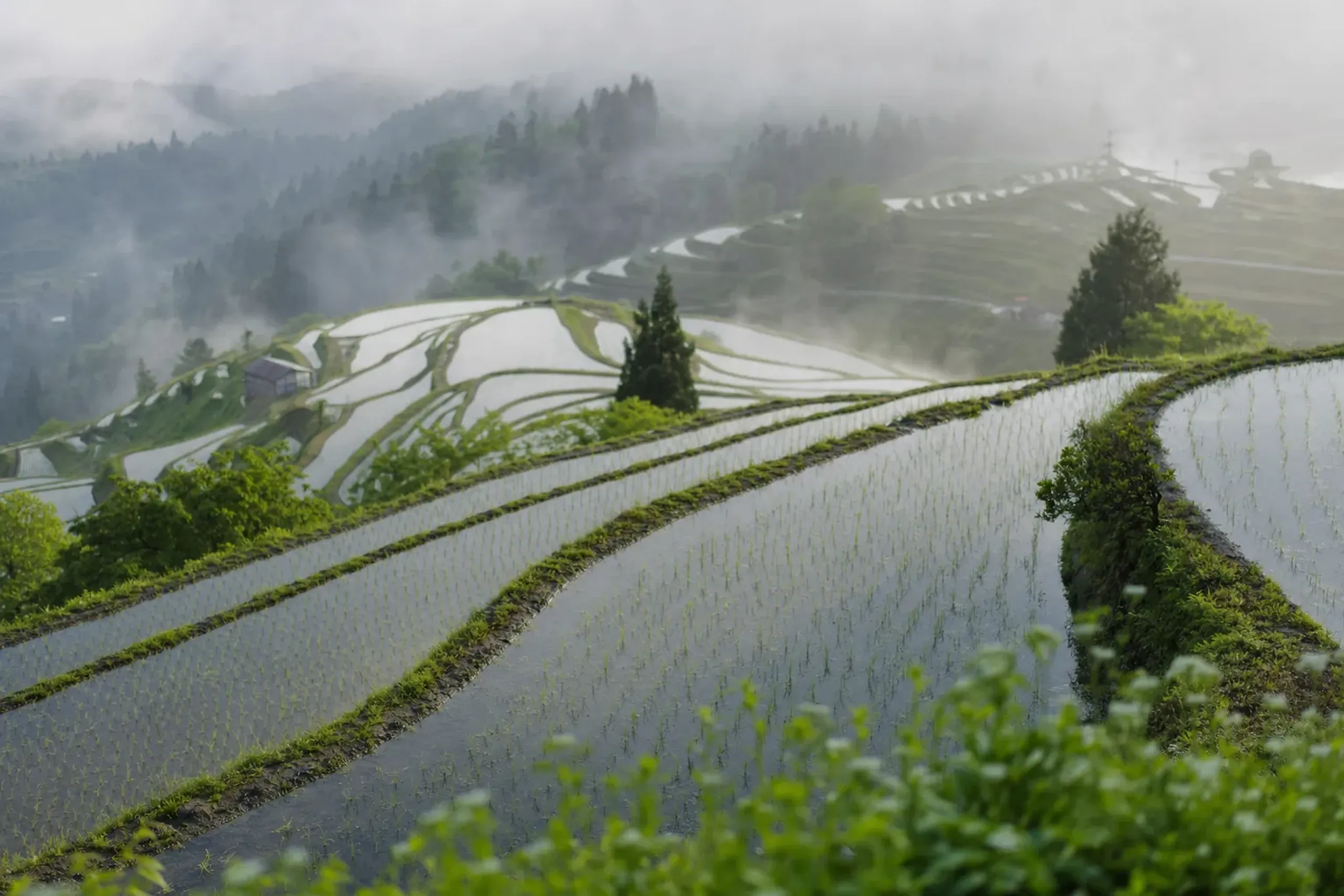 the terraced rice paddies of Fukano village stepping down the mountainside, edges kept neat, mist rising at dawn