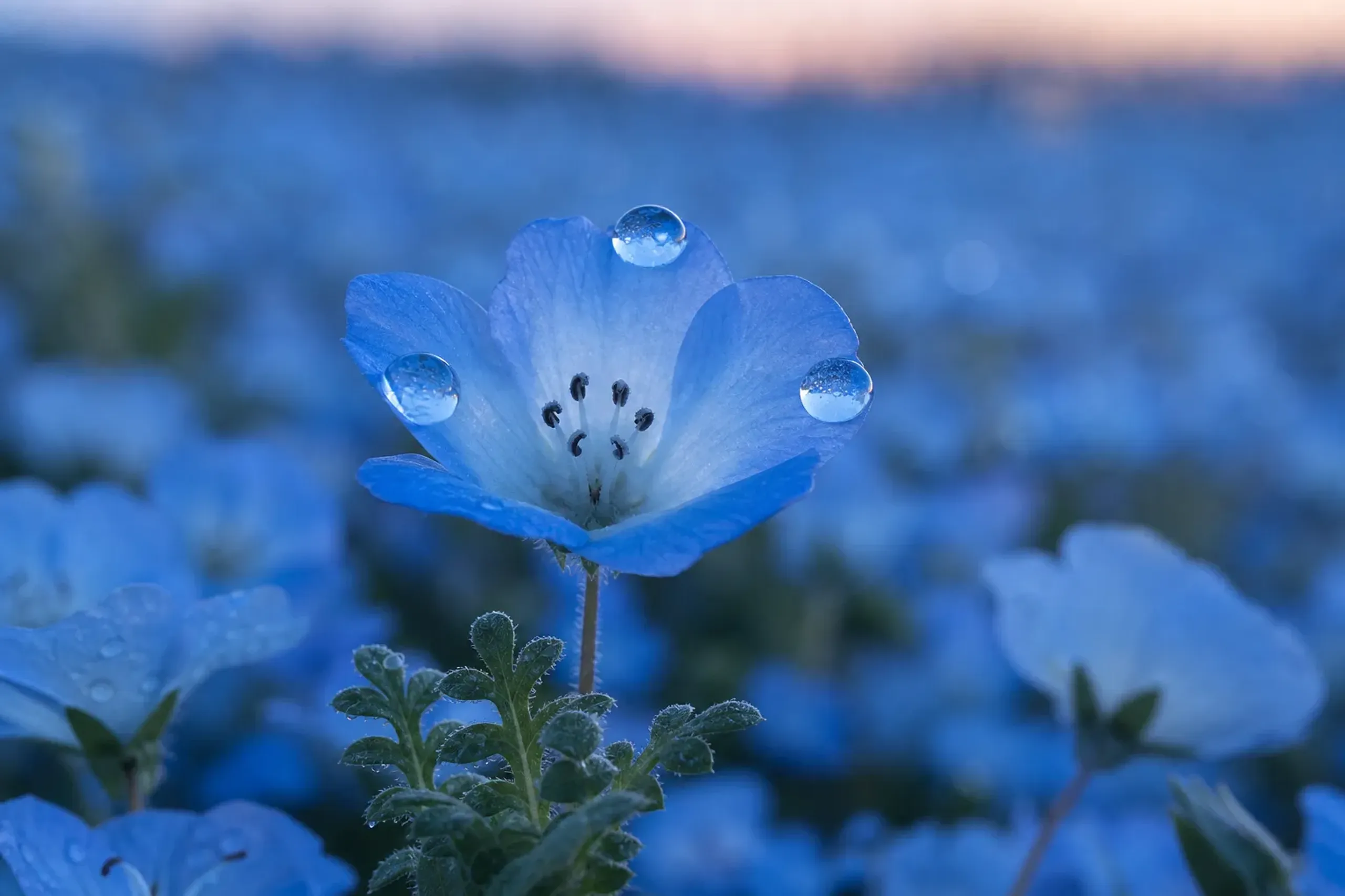 Close-up of a pale blue flower with dew drops on its petals in a field of blue blossoms