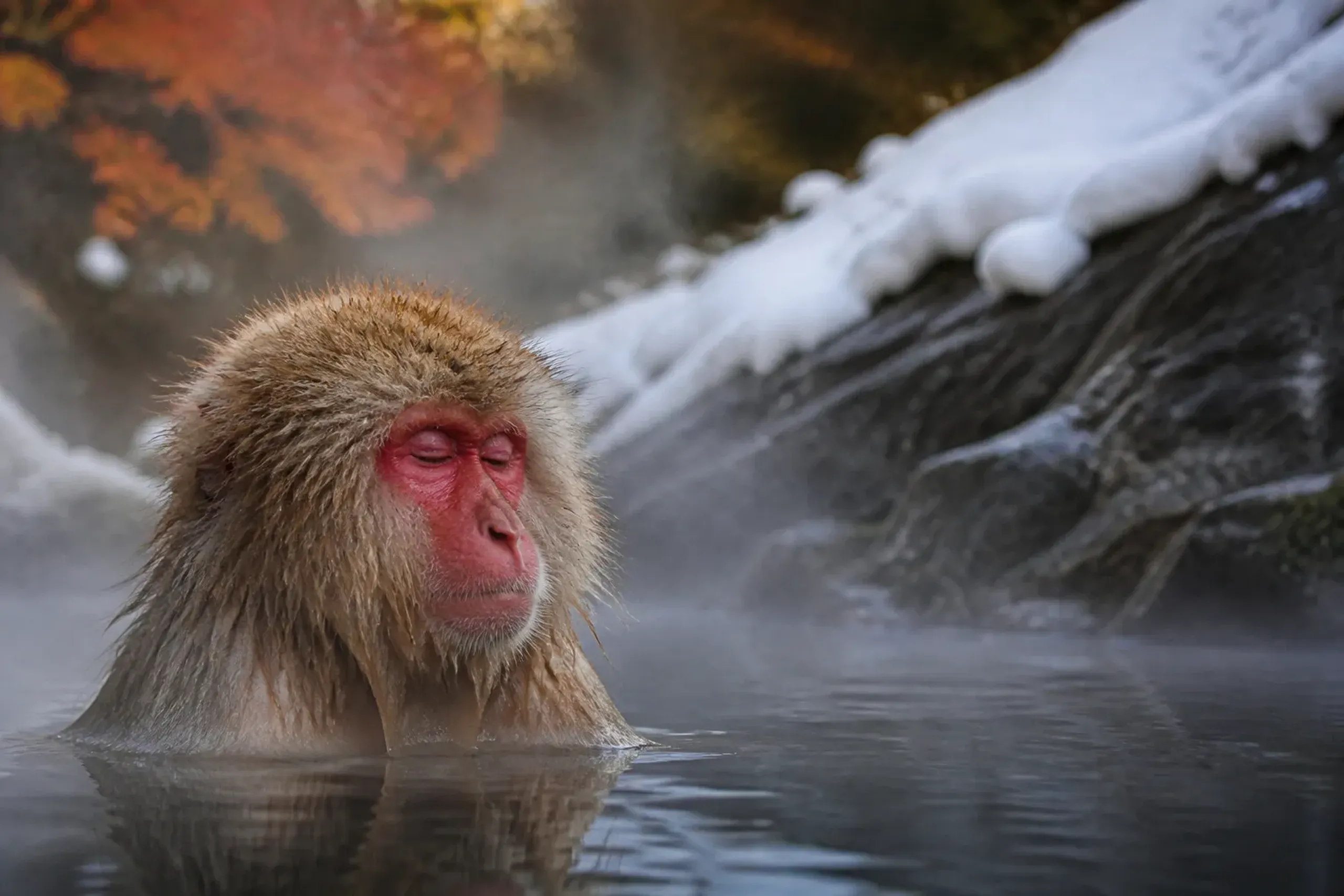 Yes. Jigokudani Yaen-Kōen, where wild Japanese macaques bath
