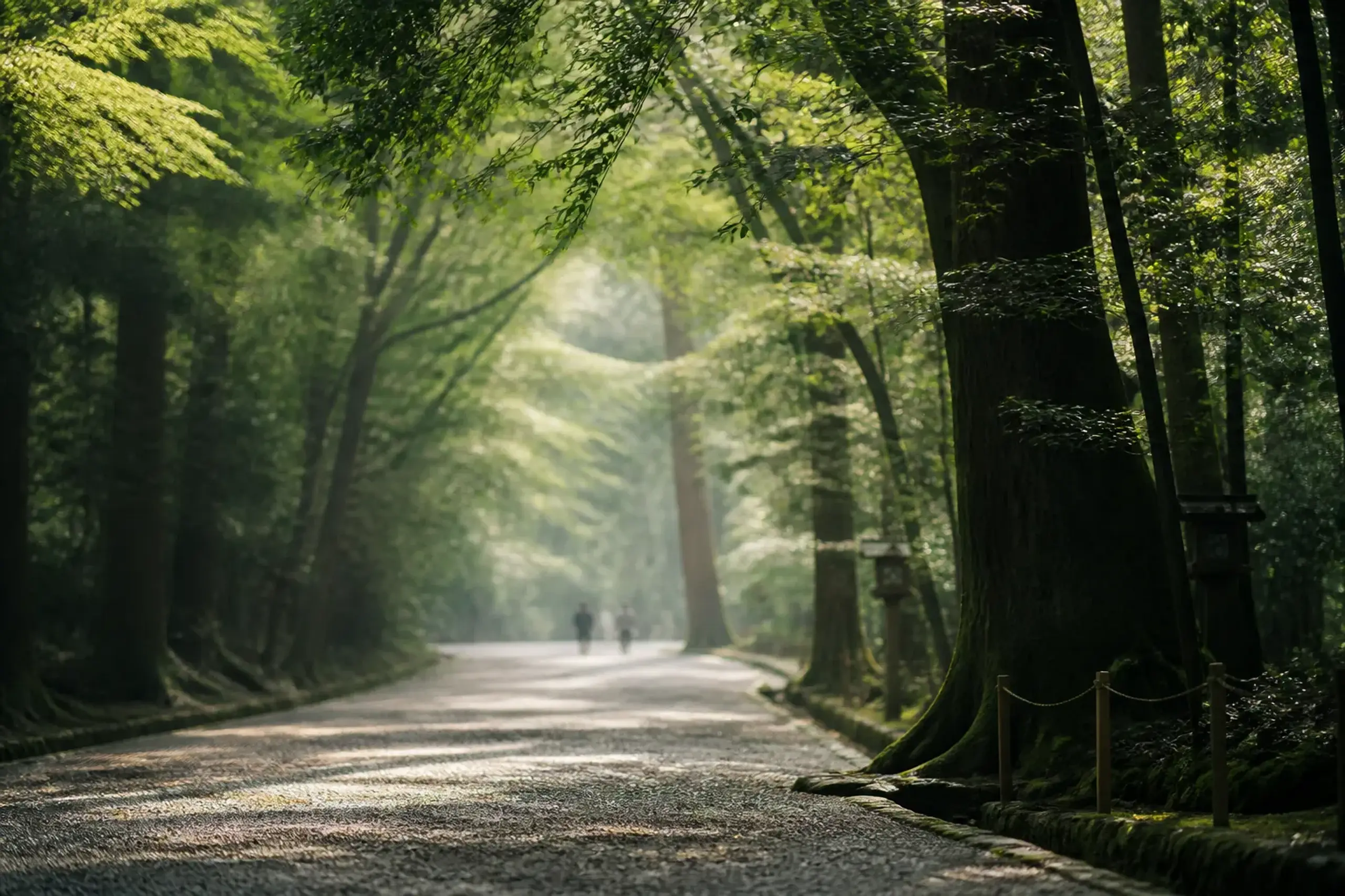 Gravel path under tall trees in Tadasu no Mori forest leading toward Shimogamo Shrine in Kyoto during spring
