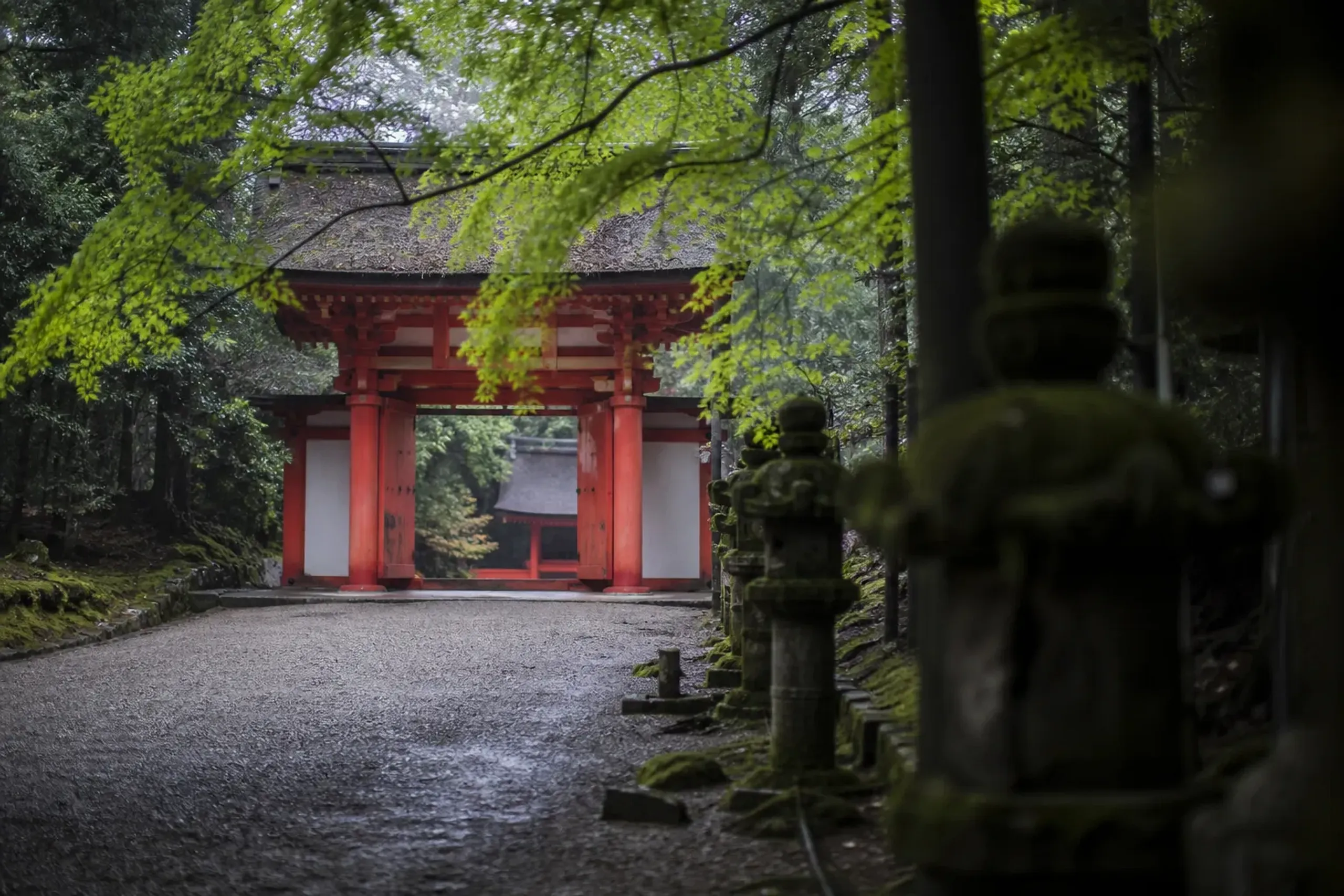 the vermilion romon gate and inner worship hall of Shimogamo Shrine viewed at the end of the gravel forest approach, spring foliage overhead