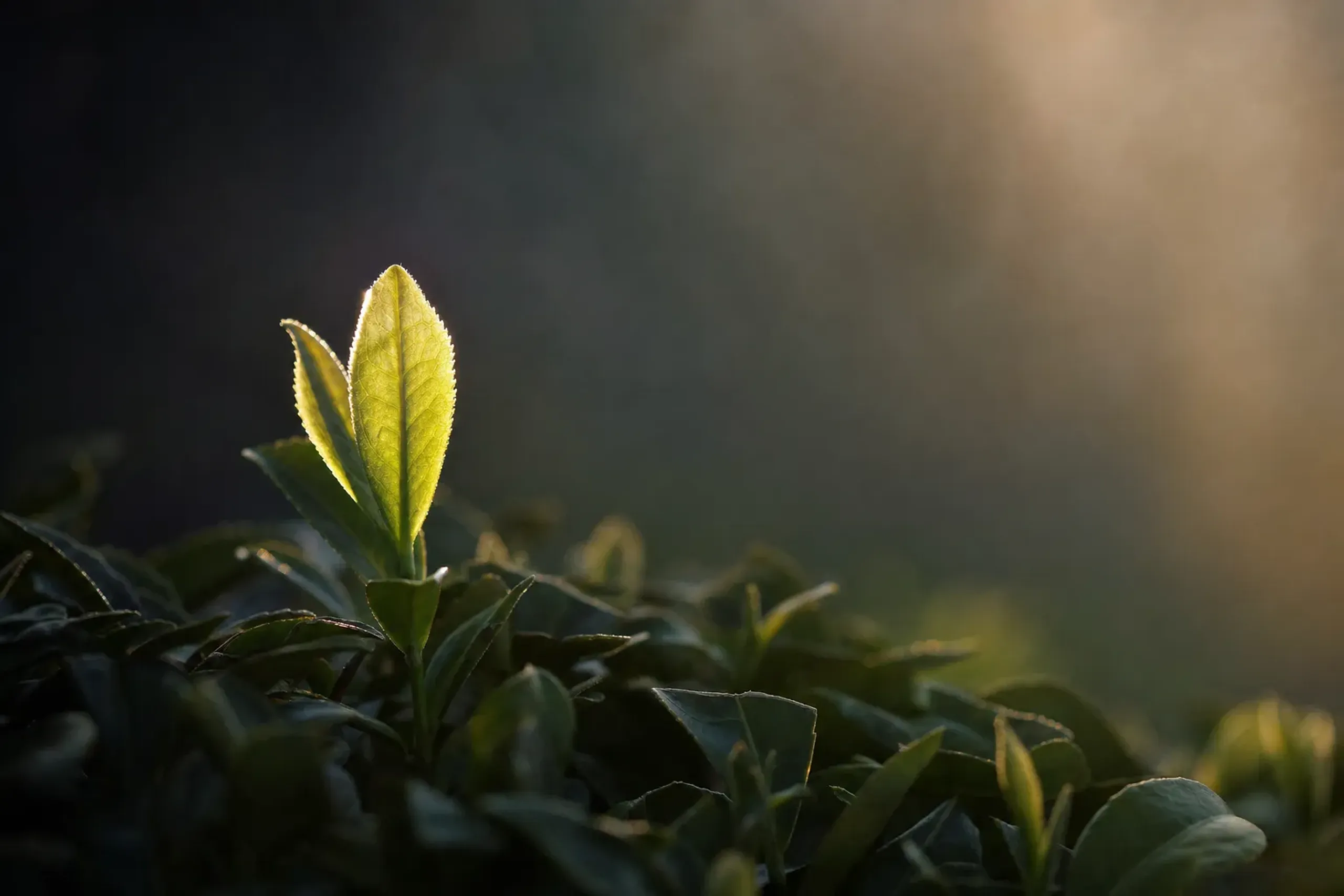 A single tender young tea shoot on a Shizuoka bush, its pale bright-green new leaves unfurling above the darker mature foliage, backlit by soft spring morning light