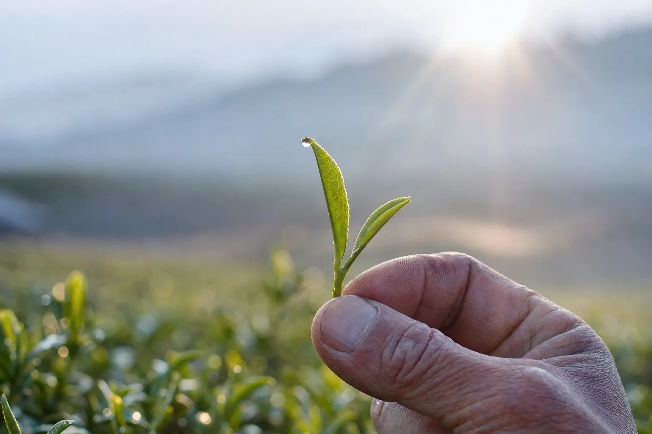 A weathered hand rubbing a young tea shoot between finger and thumb over the rows of a Shizuoka tea field at first light, dew still clinging to the leaves