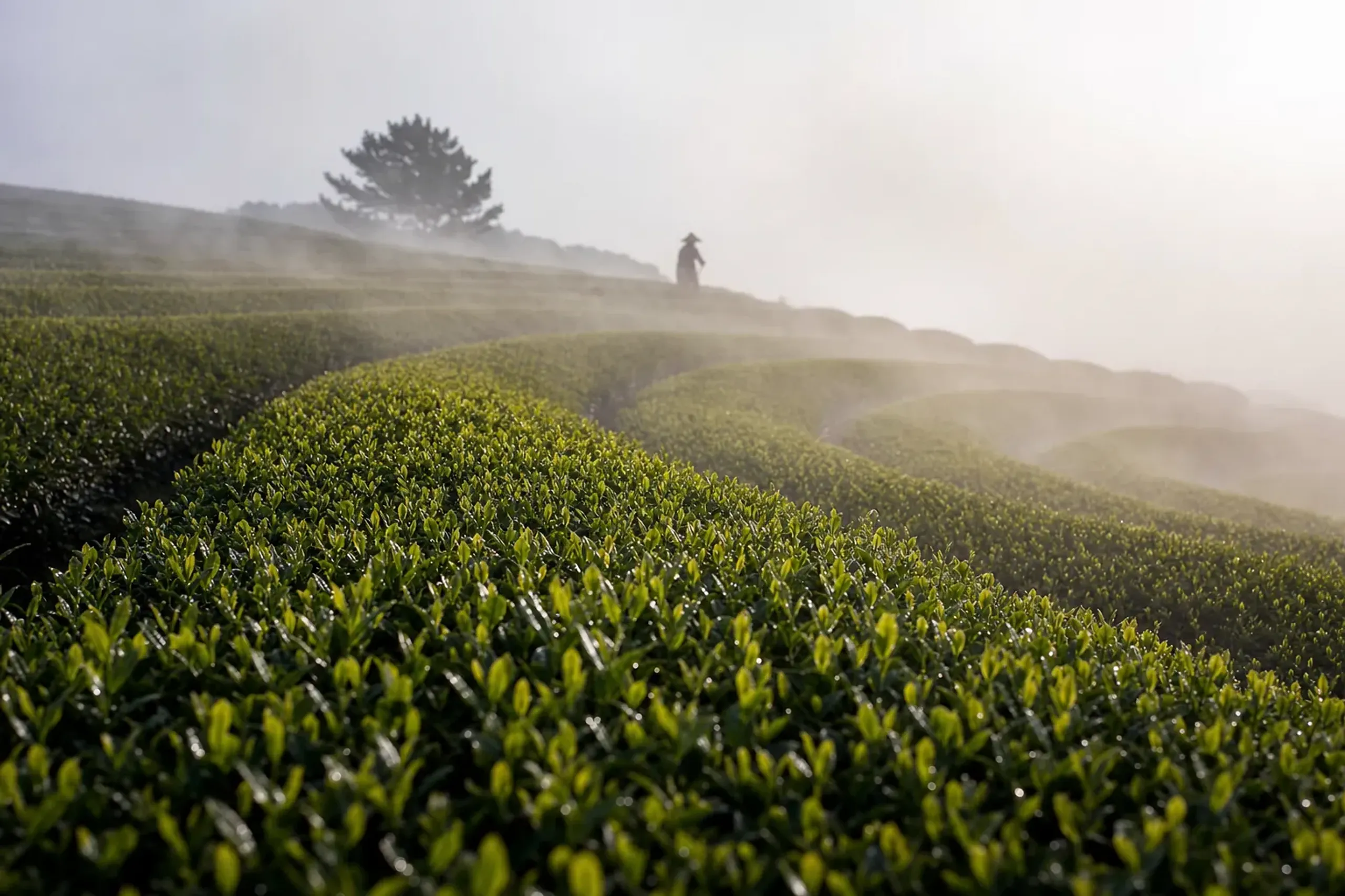 Rows of tea bushes in early May under a pale sky, morning mist lifting off a Japanese hillside plantation, evoking Hachijūhachiya, the 88th night