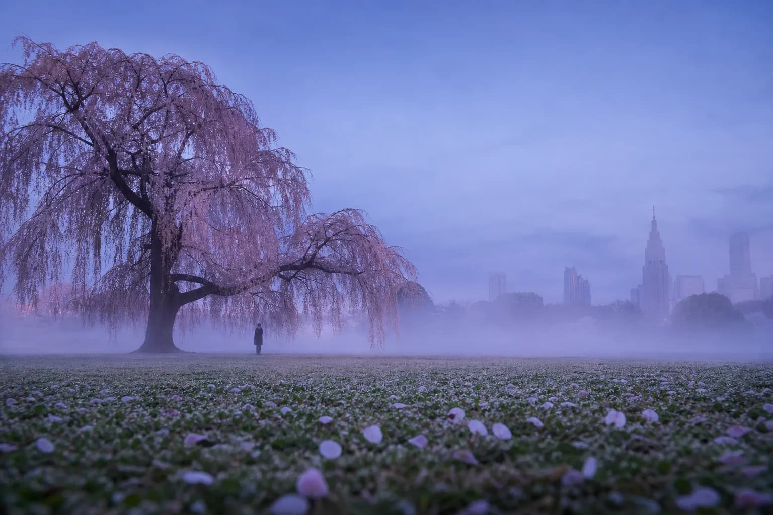 Everything You Need to Know: Shinjuku Gyoen Cherry Blossoms 2026
