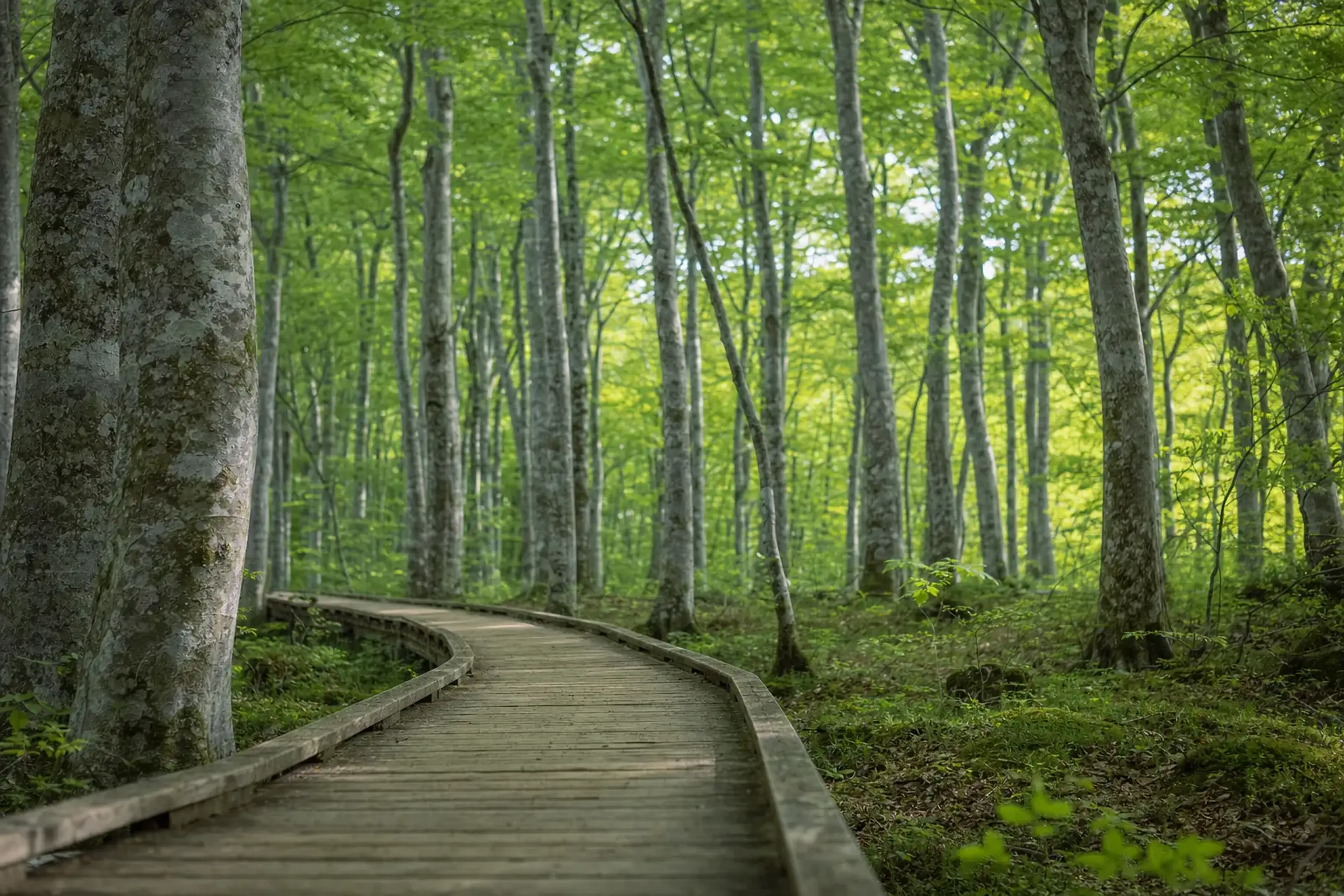 The maintained Beech Forest Trail boardwalk winding through pale smooth-trunked Fagus crenata beech, sunlight filtering green onto the soft forest floor at Shirakami-Sanchi