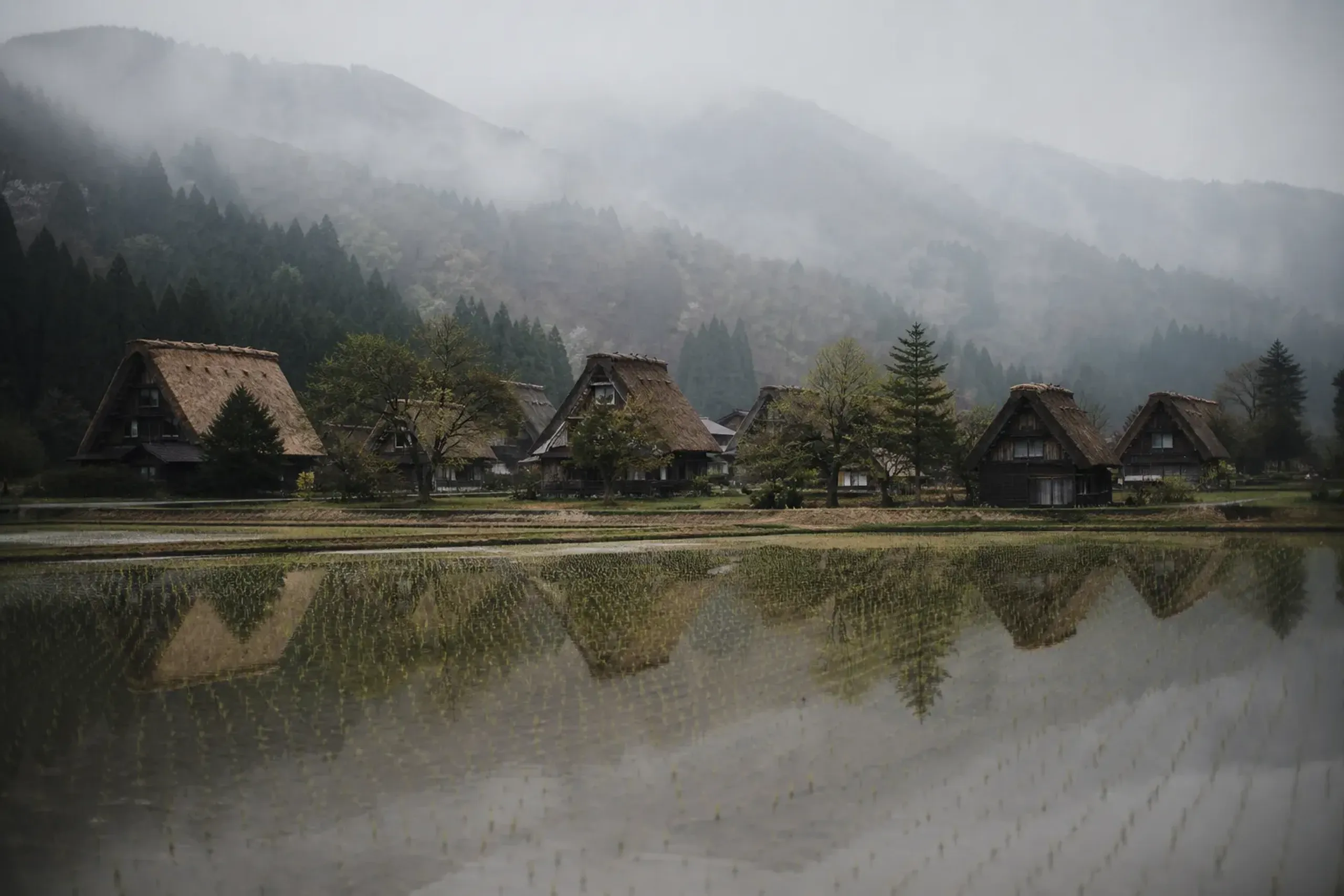 Steep thatched gassho-zukuri houses of Shirakawa-go standing among green fields in spring