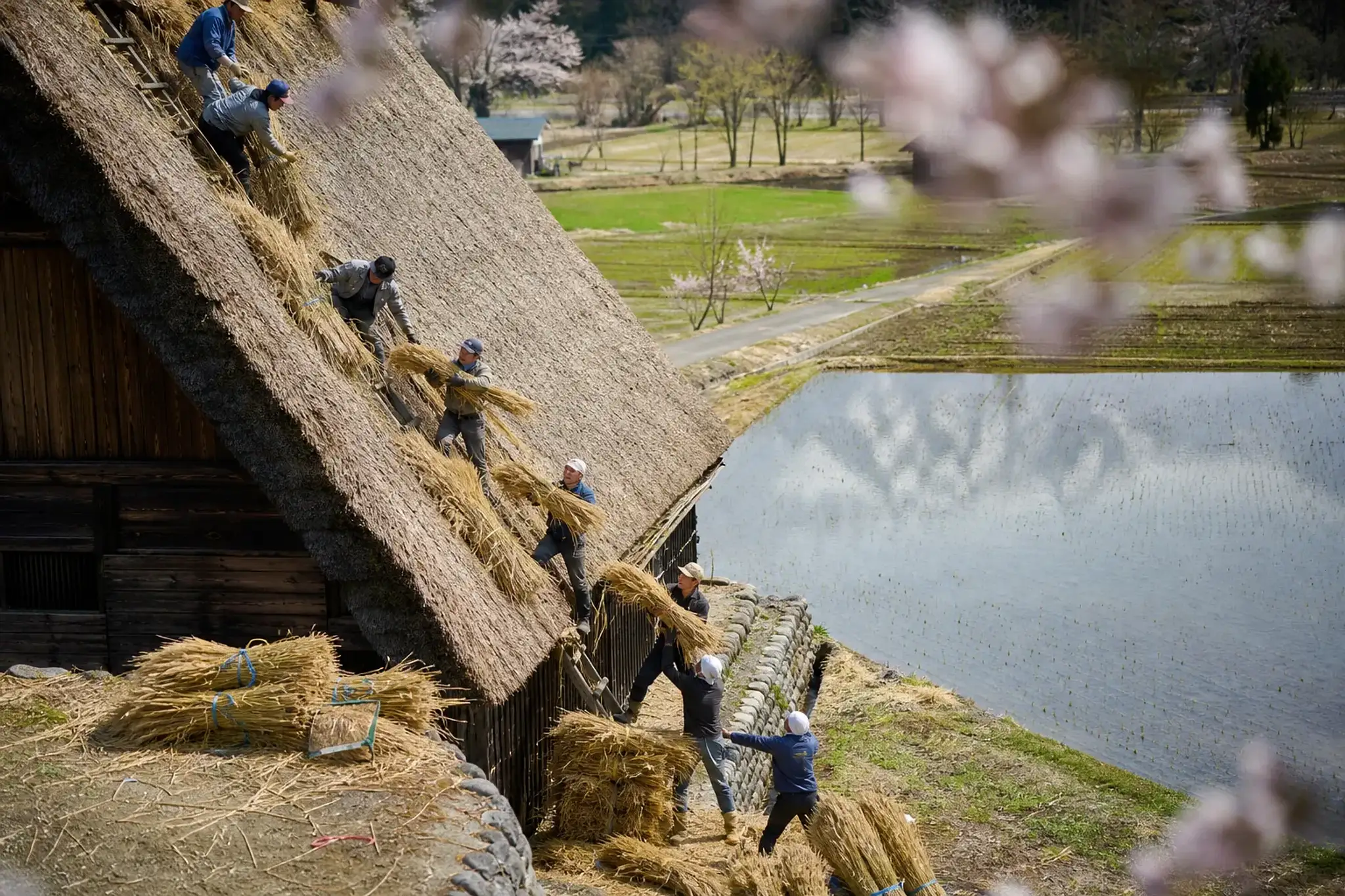 Villagers re-thatching a steep gassho-zukuri roof in a single day, passing thatch bundles hand to hand