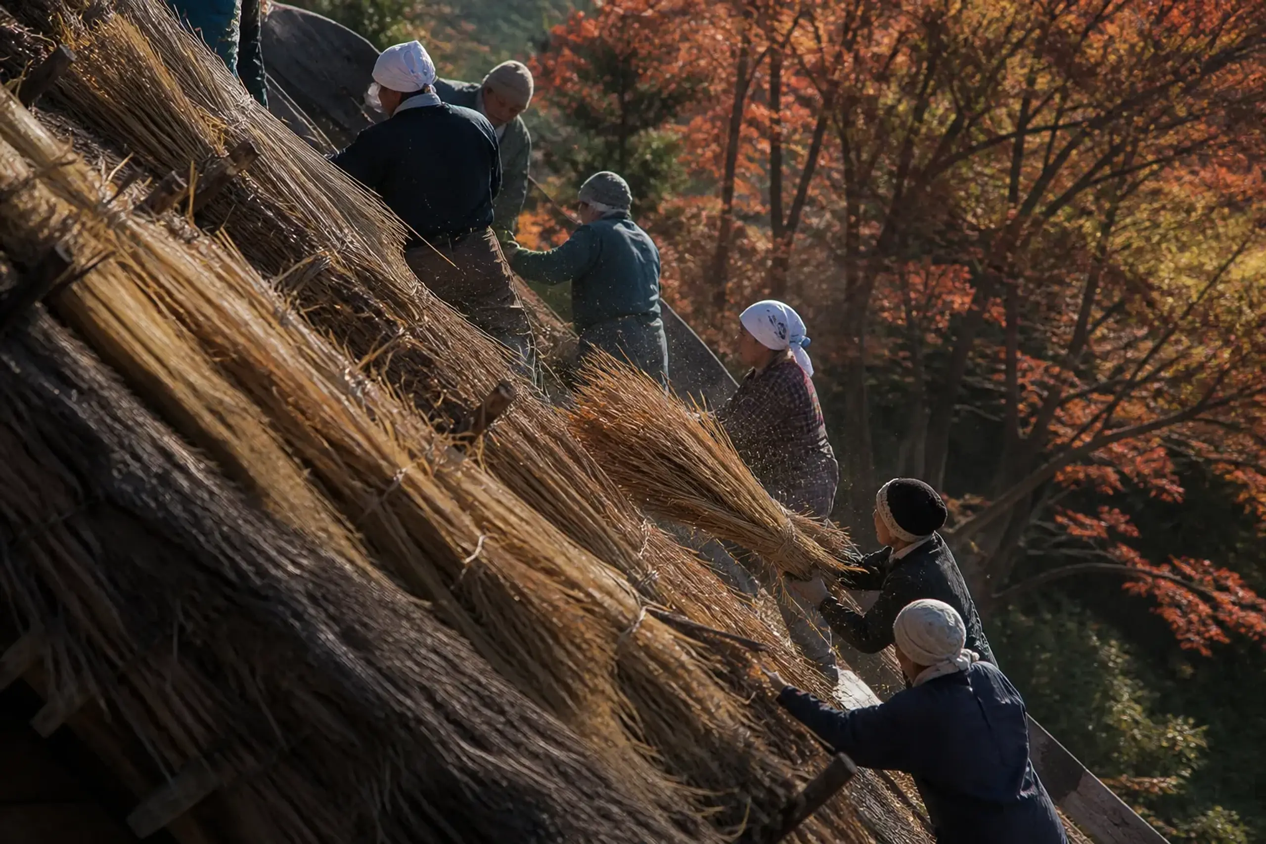 a chain of villagers passing two-metre bundles of new golden thatch hand to hand up the steep near-sixty-degree pitch of a gasshō-zukuri roof during a single-day re-thatching in Ogimachi, Shirakawa-go