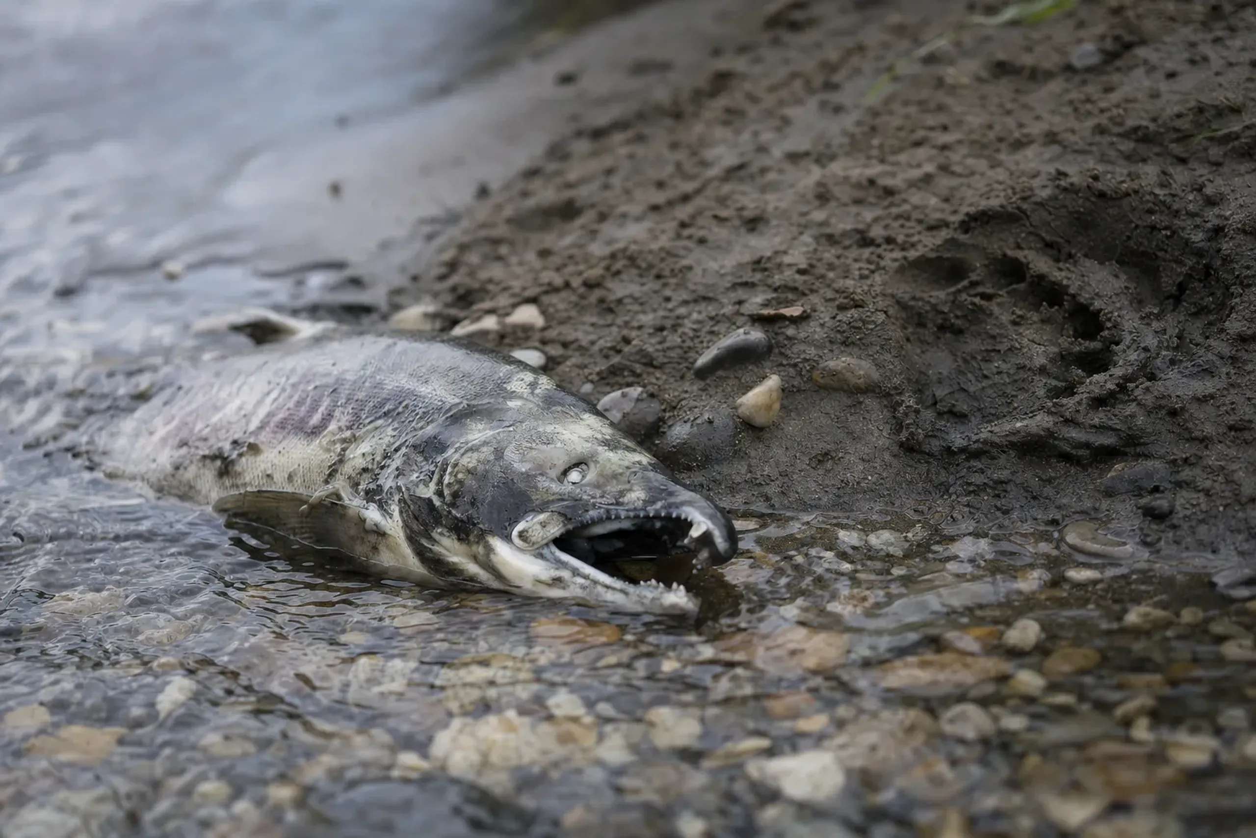a spawning chum salmon carcass on the gravel bed of a Shiretoko river, with brown bear tracks pressed into the muddy bank nearby