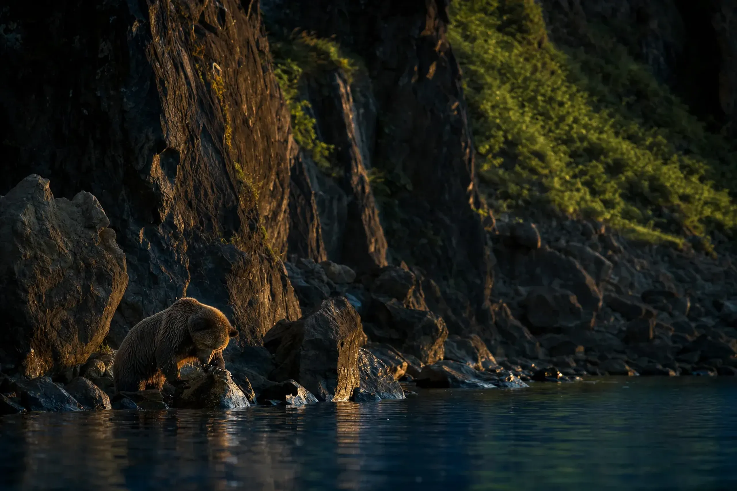 a brown bear overturning rocks at dusk along the rugged shoreline cliffs of the Shiretoko Peninsula, viewed from the water