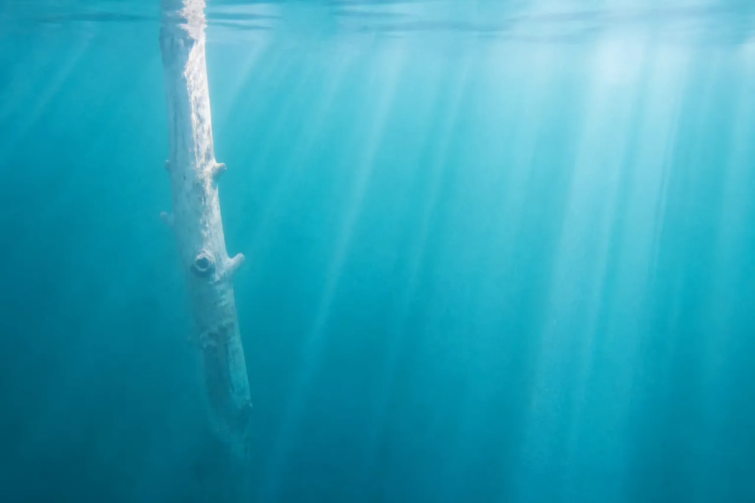 Close-up view of vibrant turquoise water illuminated by bright sunlight rays piercing the surface, highlighting the milky blue colloidal Suspension around a submerged white tree trunk.