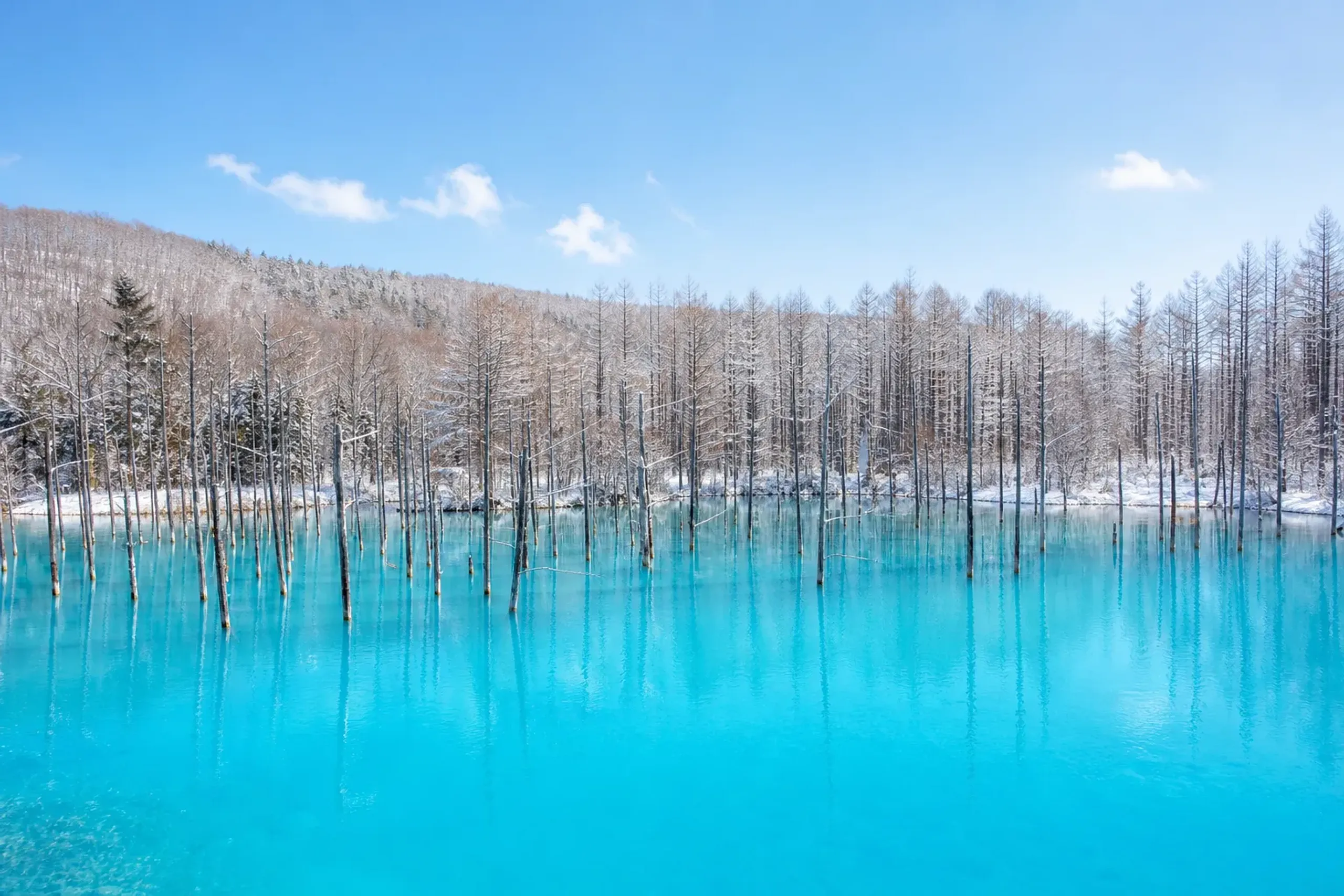 A vibrant landscape photograph taken at high noon, featuring brilliant overhead sunlight illuminating the Shirogane Blue Pond to reveal intensely vivid and glowing turquoise water.