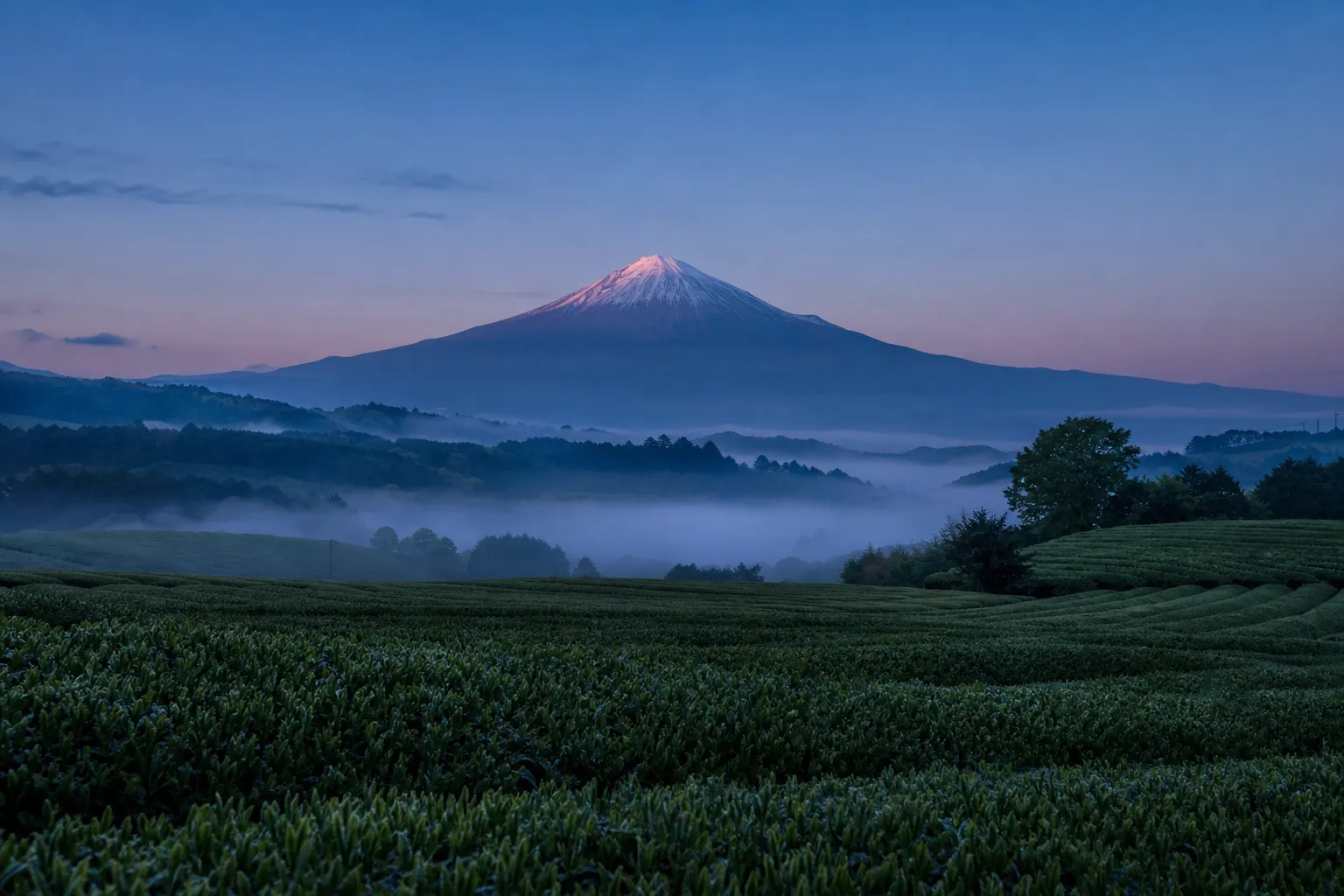 How to Visit Shizuoka: The Ultimate 2026 Travel Guide
