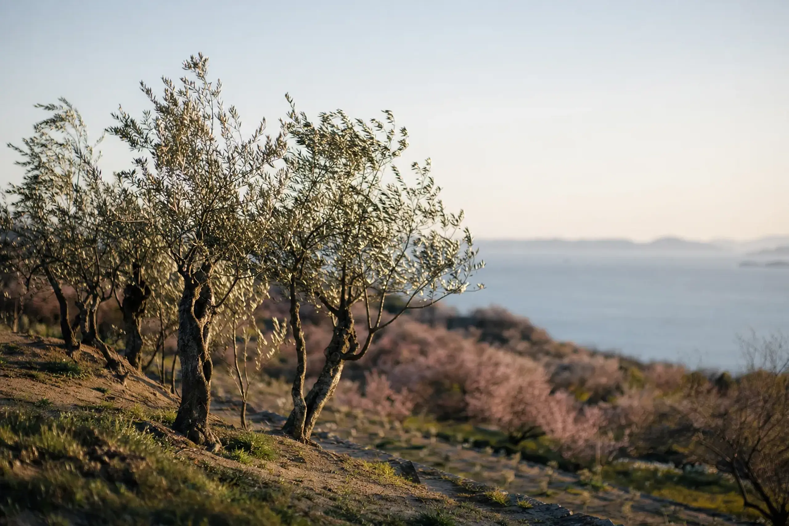 a small cluster of surviving century-old olive saplings in the Nishimura district of Shōdoshima, silver leaves flipping in dry summer wind