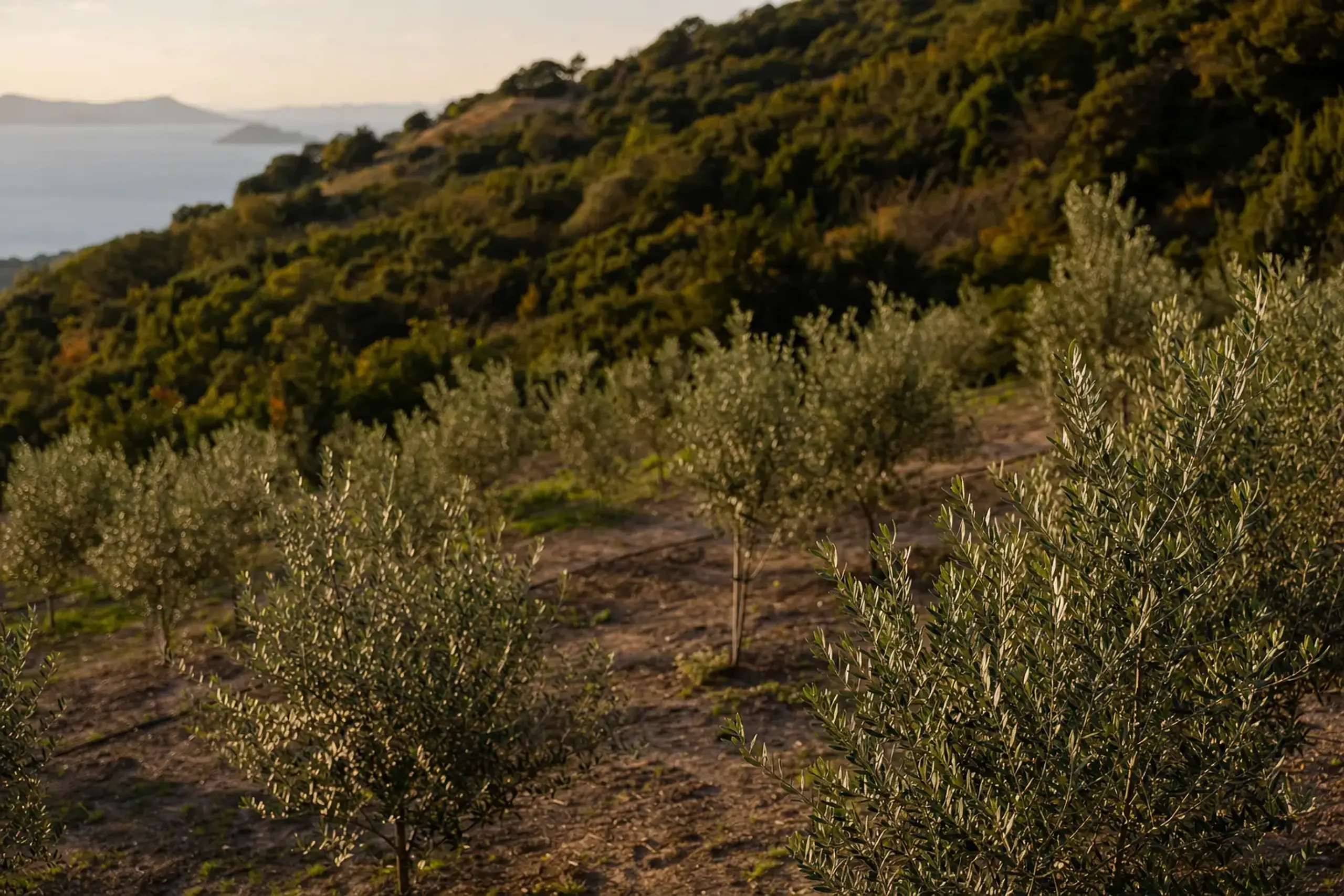 rows of young olive trees planted on reclaimed abandoned farmland across a Shōdoshima hillside