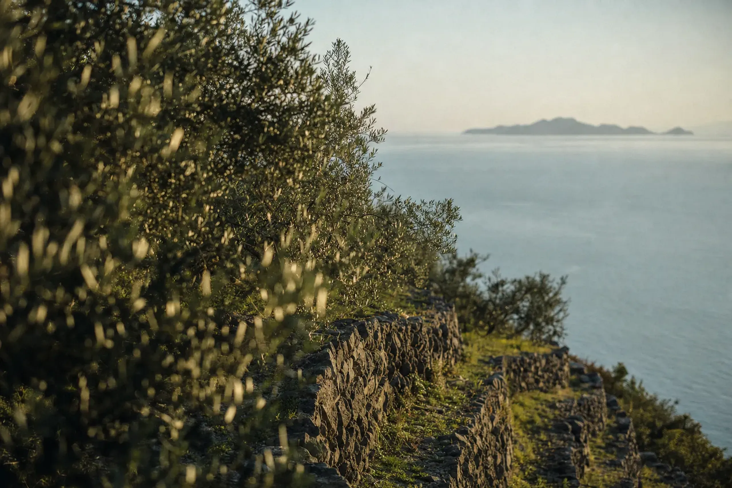 a terraced olive grove on Shōdoshima overlooking the calm Seto Inland Sea in late afternoon light