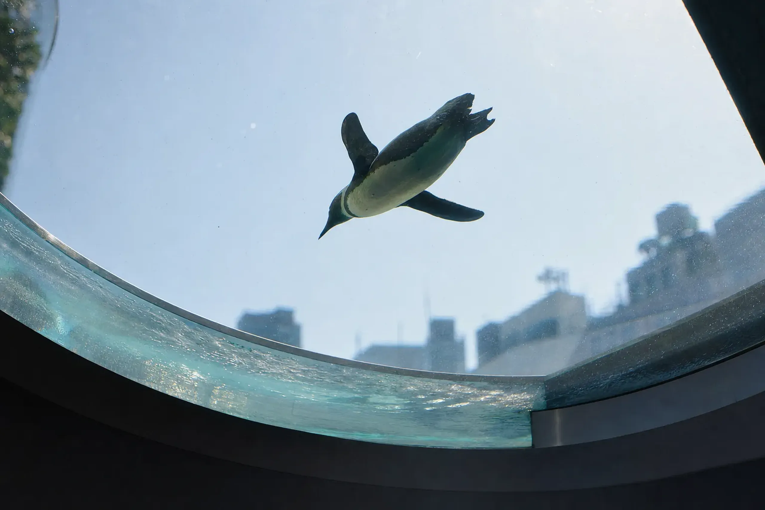 Sky Penguin is the headline. Sunshine Aqua Ring is the