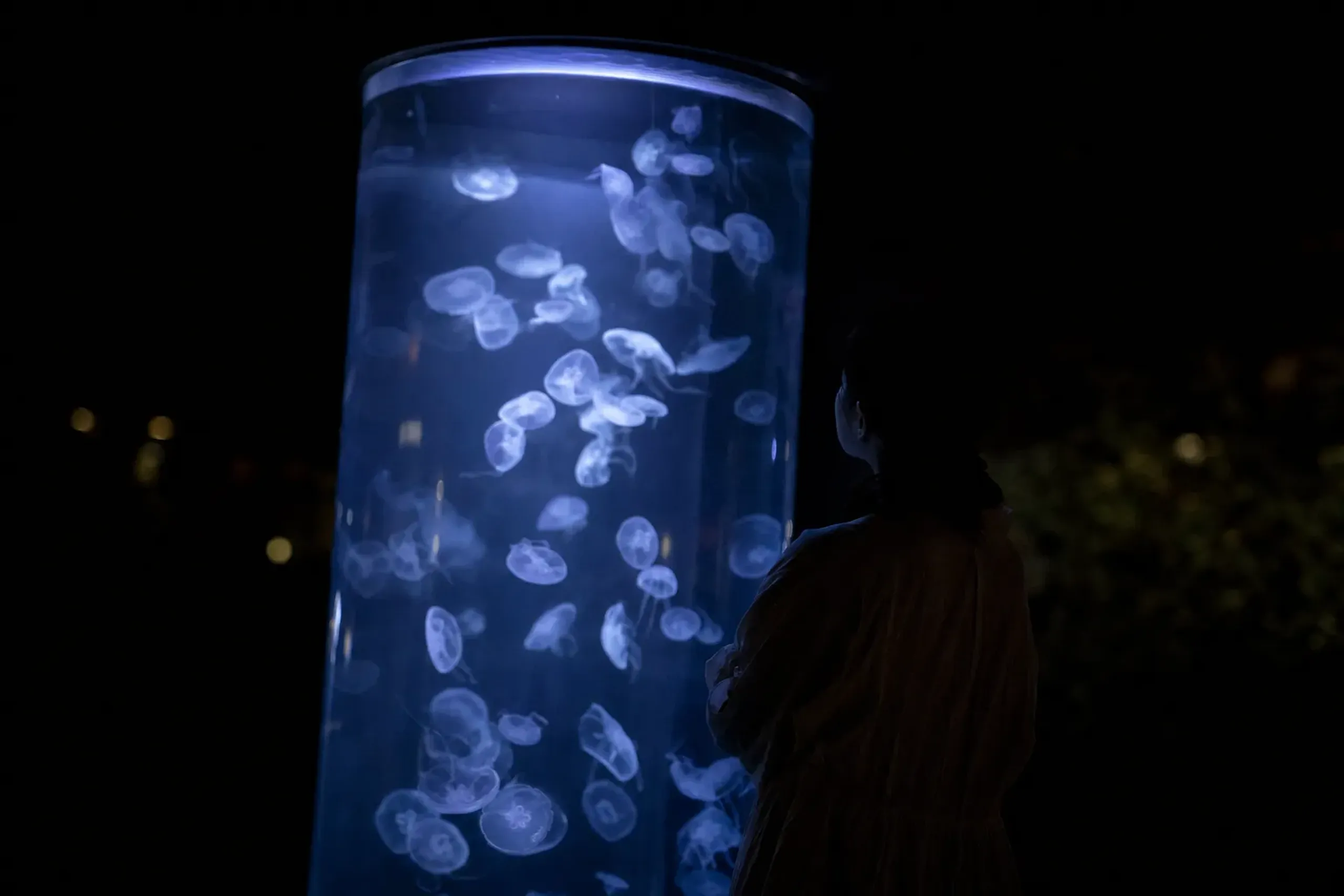 Many guests also make time for the jellyfish area and