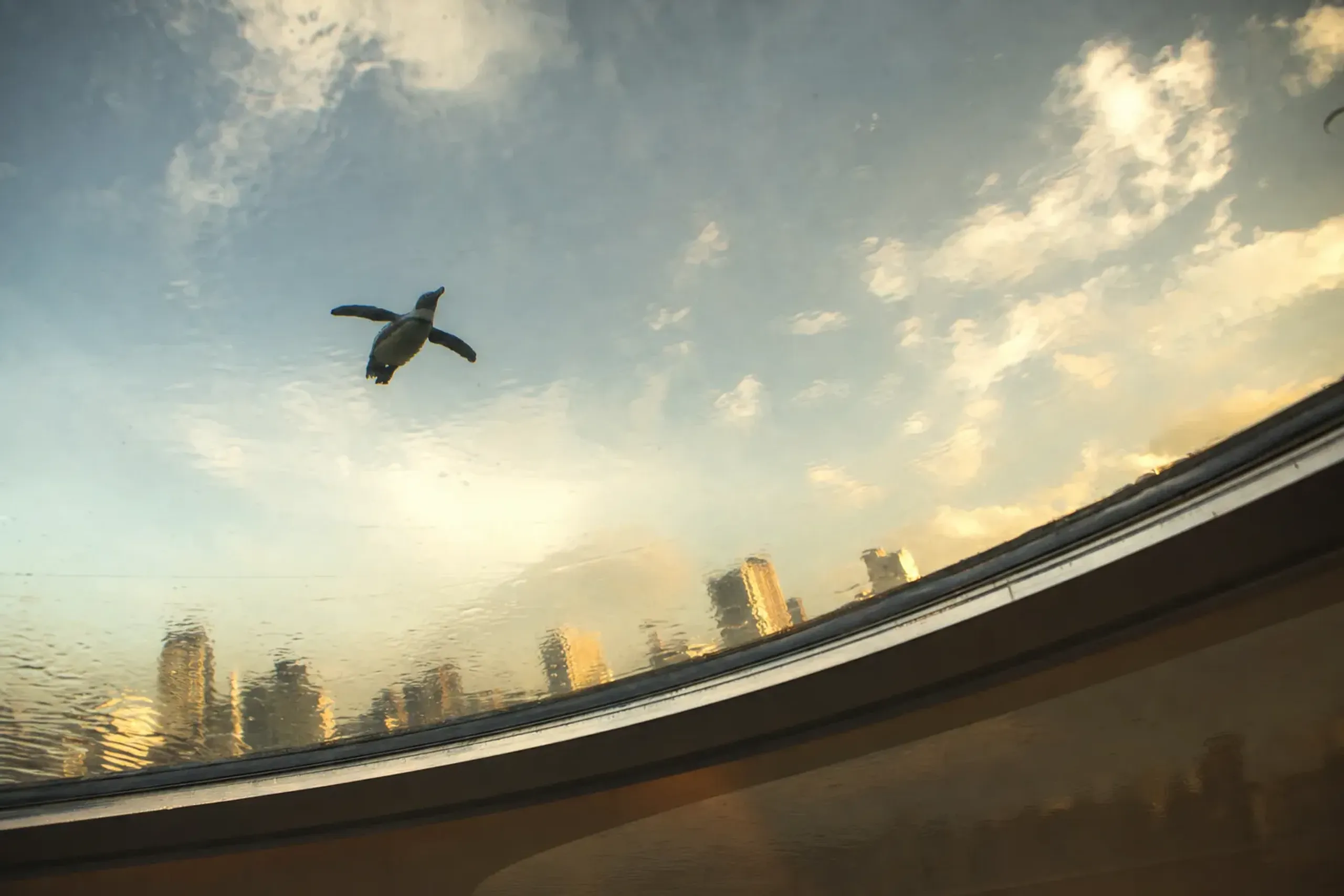 Where Penguins Fly: Tokyo's Rooftop Aquarium