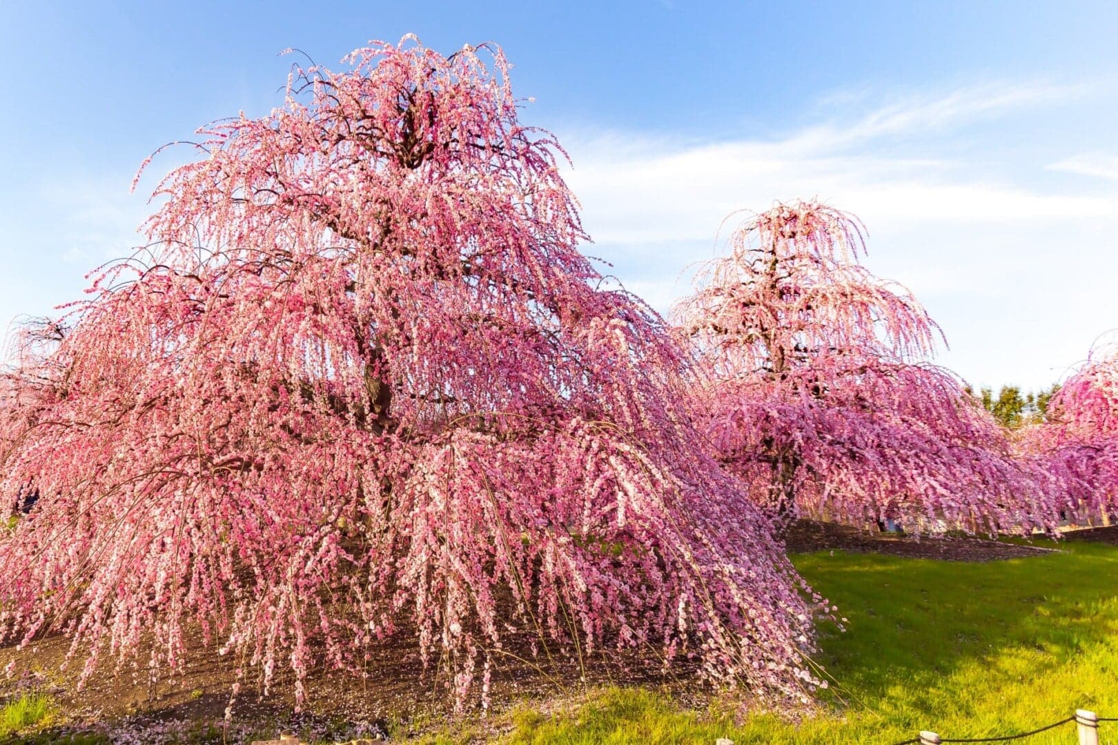 Suzuka Forest Garden (Suzuka no Mori Teien)