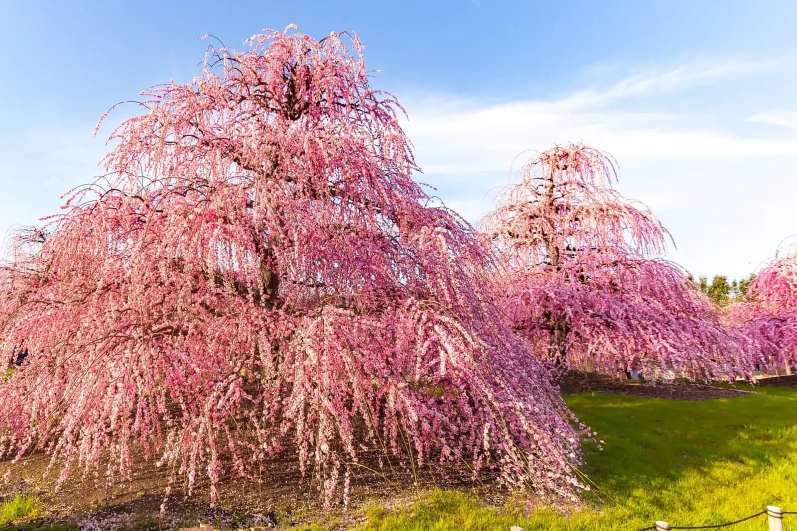 Suzuka Forest Garden (Suzuka no Mori Teien)