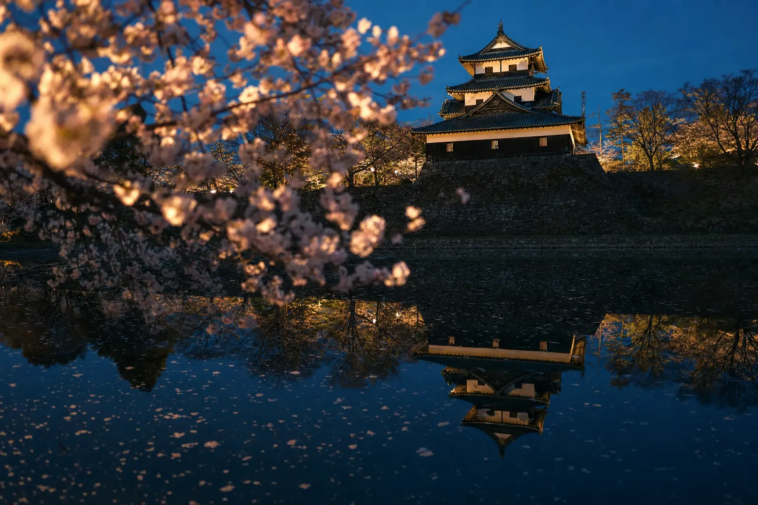 One of Three: Night Cherry Blossom at Takada