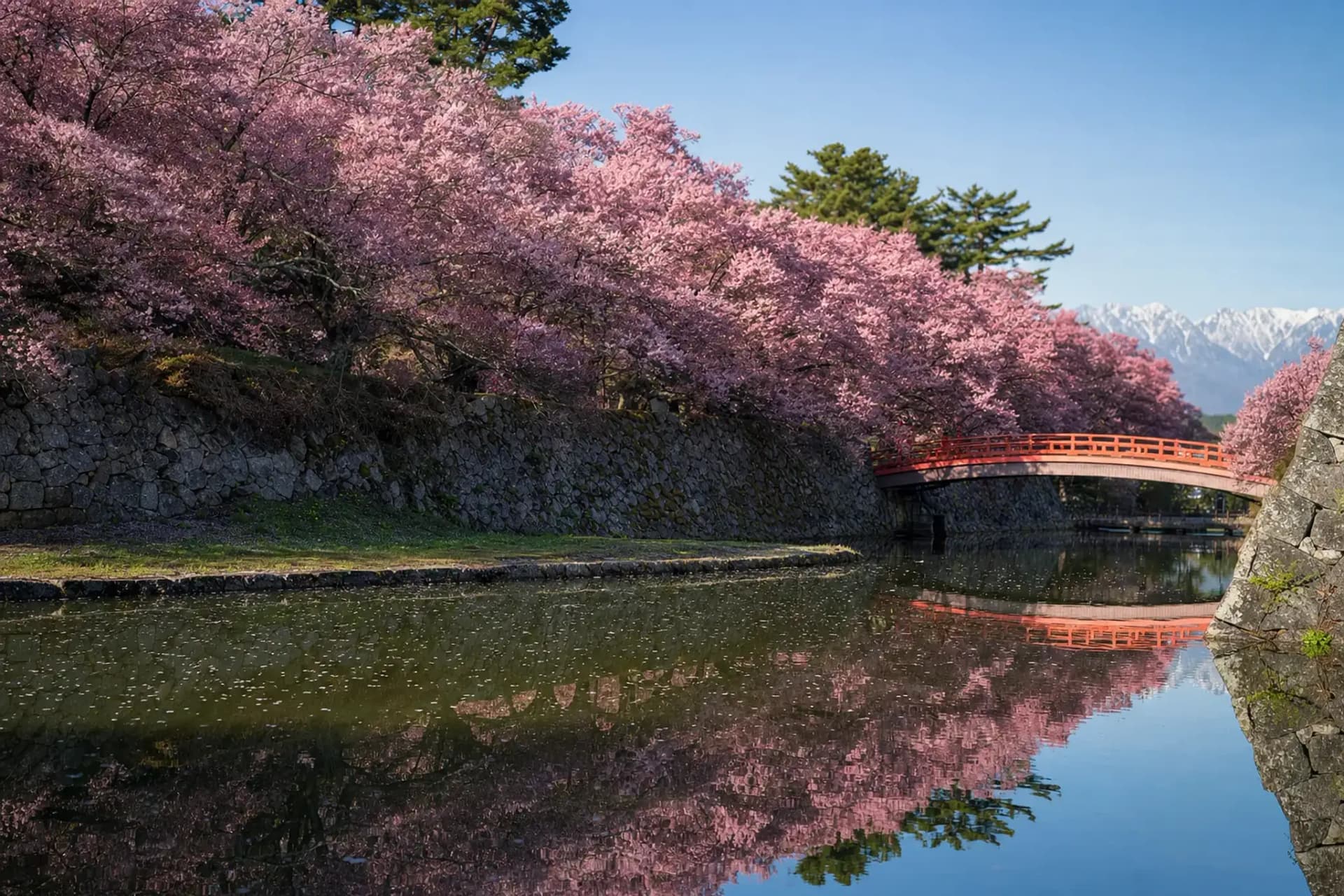 Takatō Castle Ruins: A Cherry Park Built by Samurai
