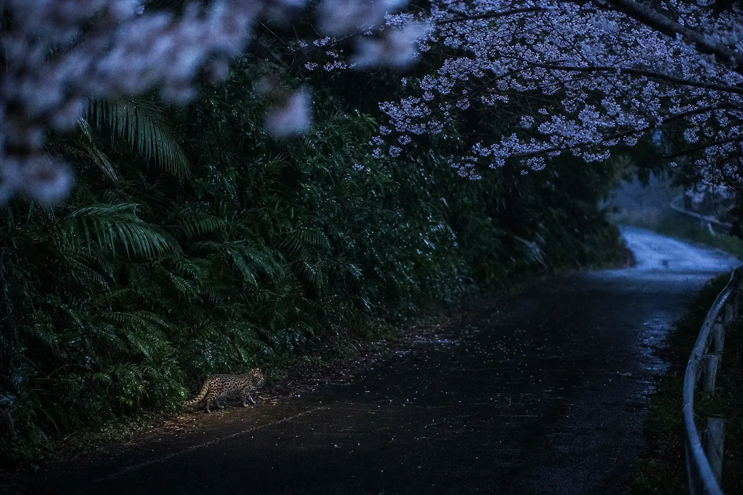 The Iriomote cat is a National Natural Monument (1972) and