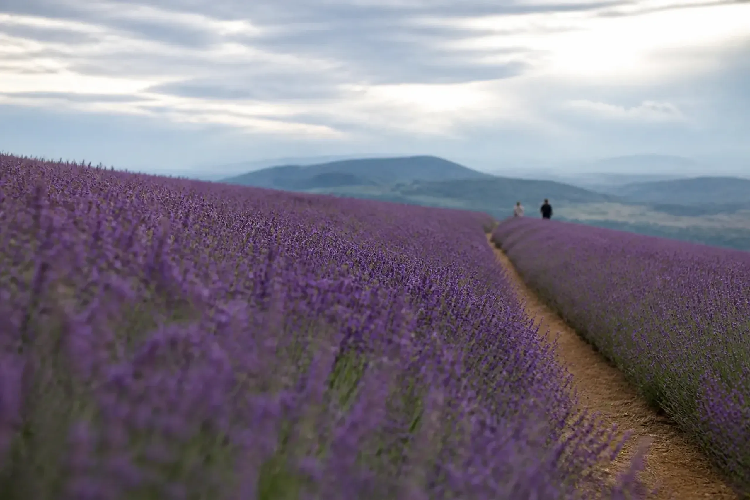 Furano lavender fields in Hokkaido with distant hills and few visitors