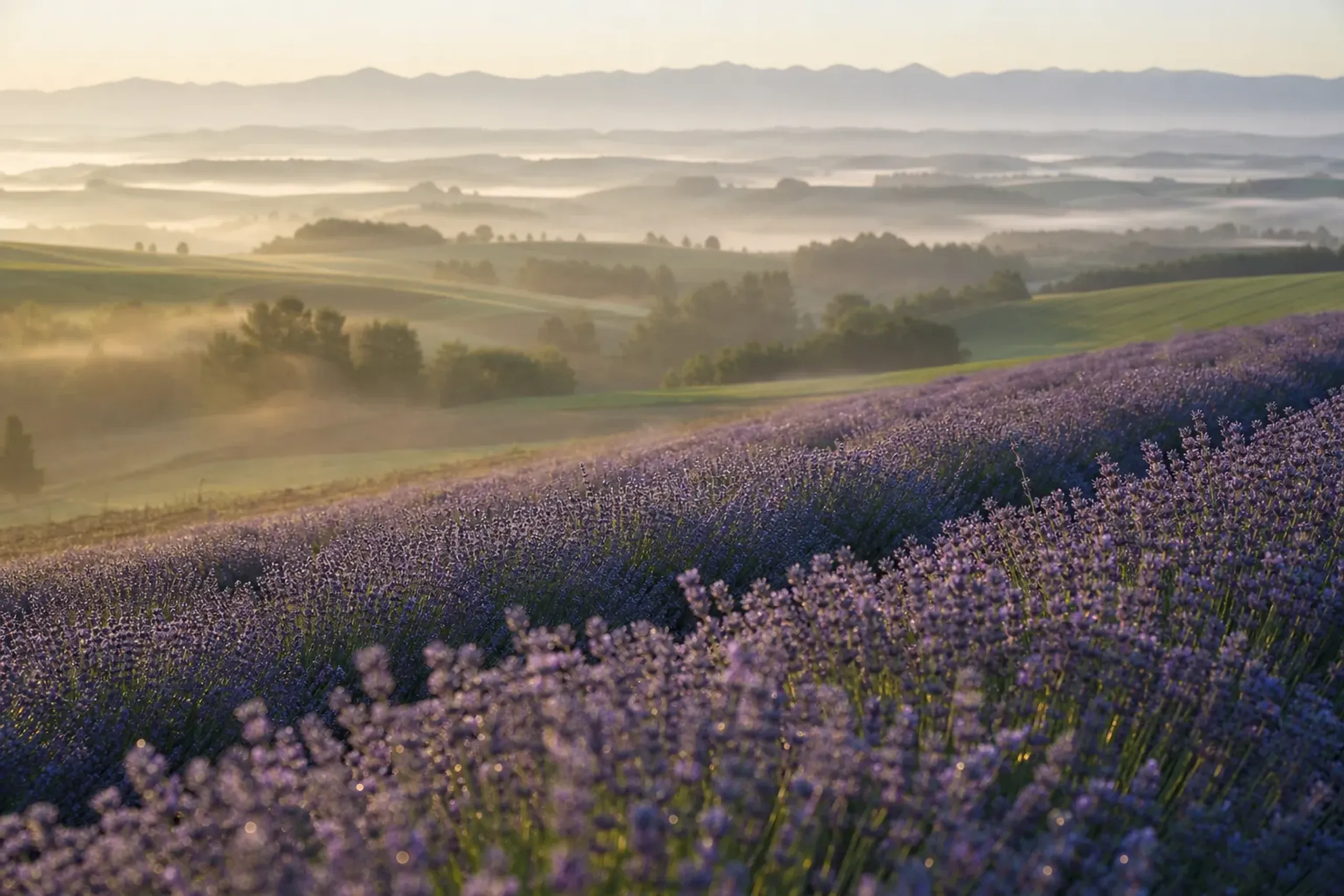 the rolling lavender fields of Furano at early morning under soft northern light, with distant patchwork hills of Biei visible beyond