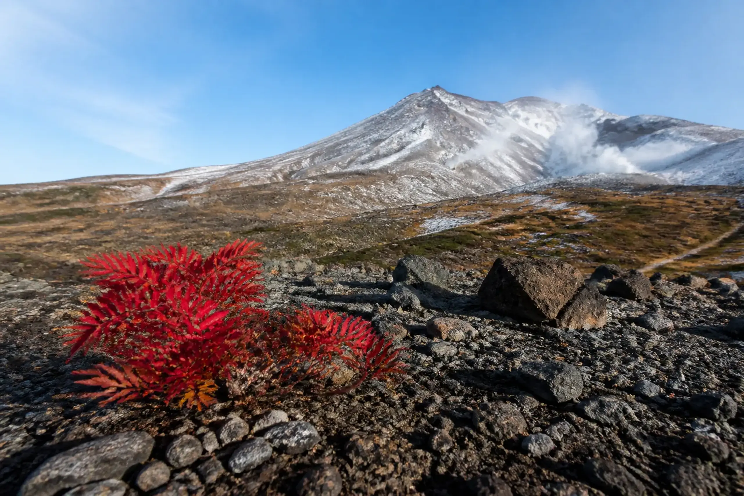 the high plateau surrounding Mount Asahidake in Daisetsuzan National Park, showing the earliest scarlet alpine rowan bushes flashing crimson against grey volcanic rock under crisp mid-September light