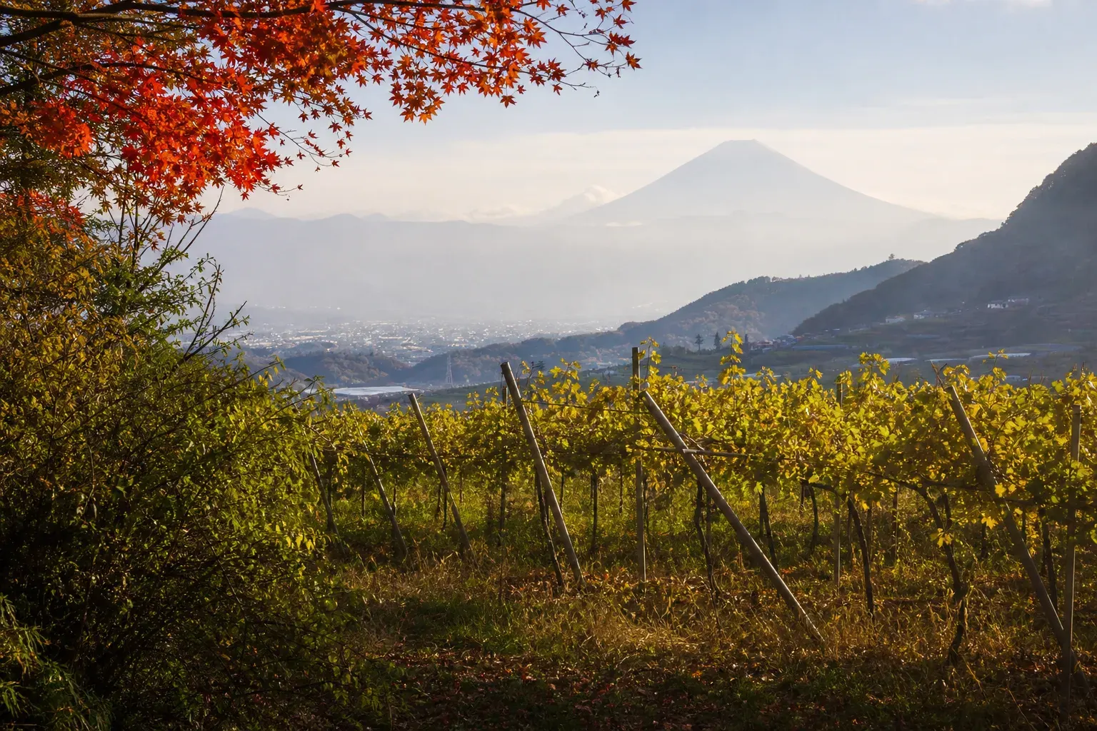 Vineyard rows in Katsunuma, Yamanashi with Mount Fuji in the distance at morning light