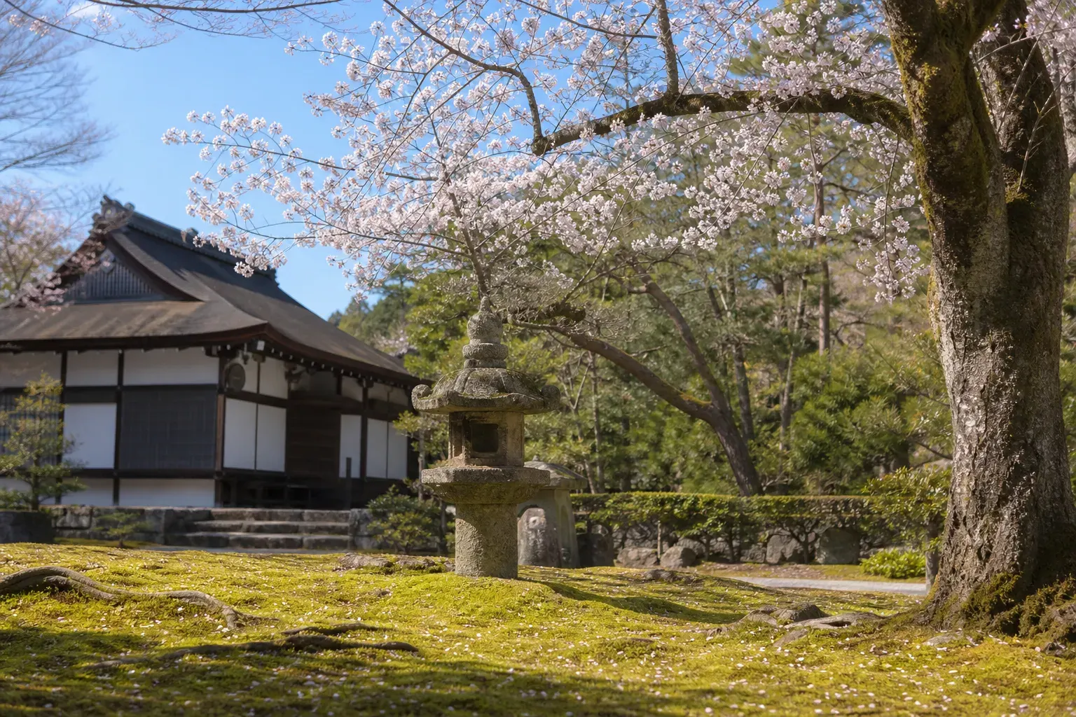Wide view of a moss garden in Kyoto with trees and a stone lantern