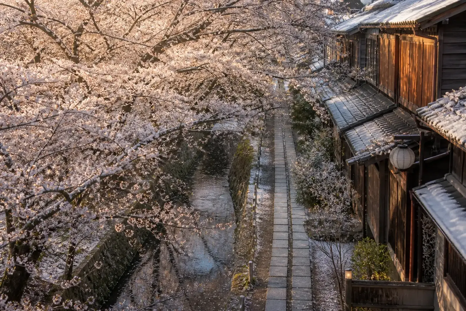 Cherry blossoms in full bloom along a Kyoto canal with traditional buildings in spring