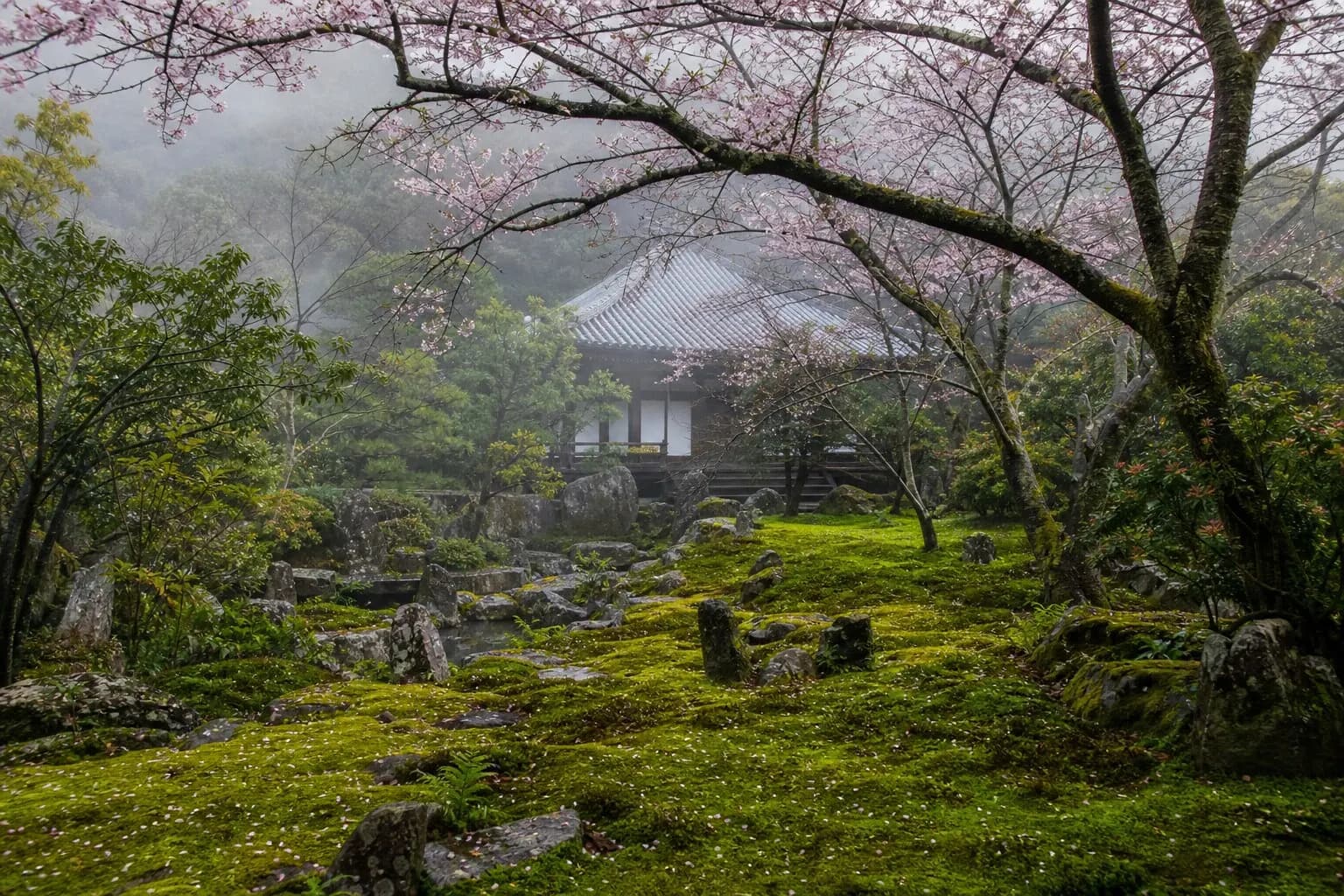 Morning sunlight hitting a quiet moss garden in a hidden Tokyo temple